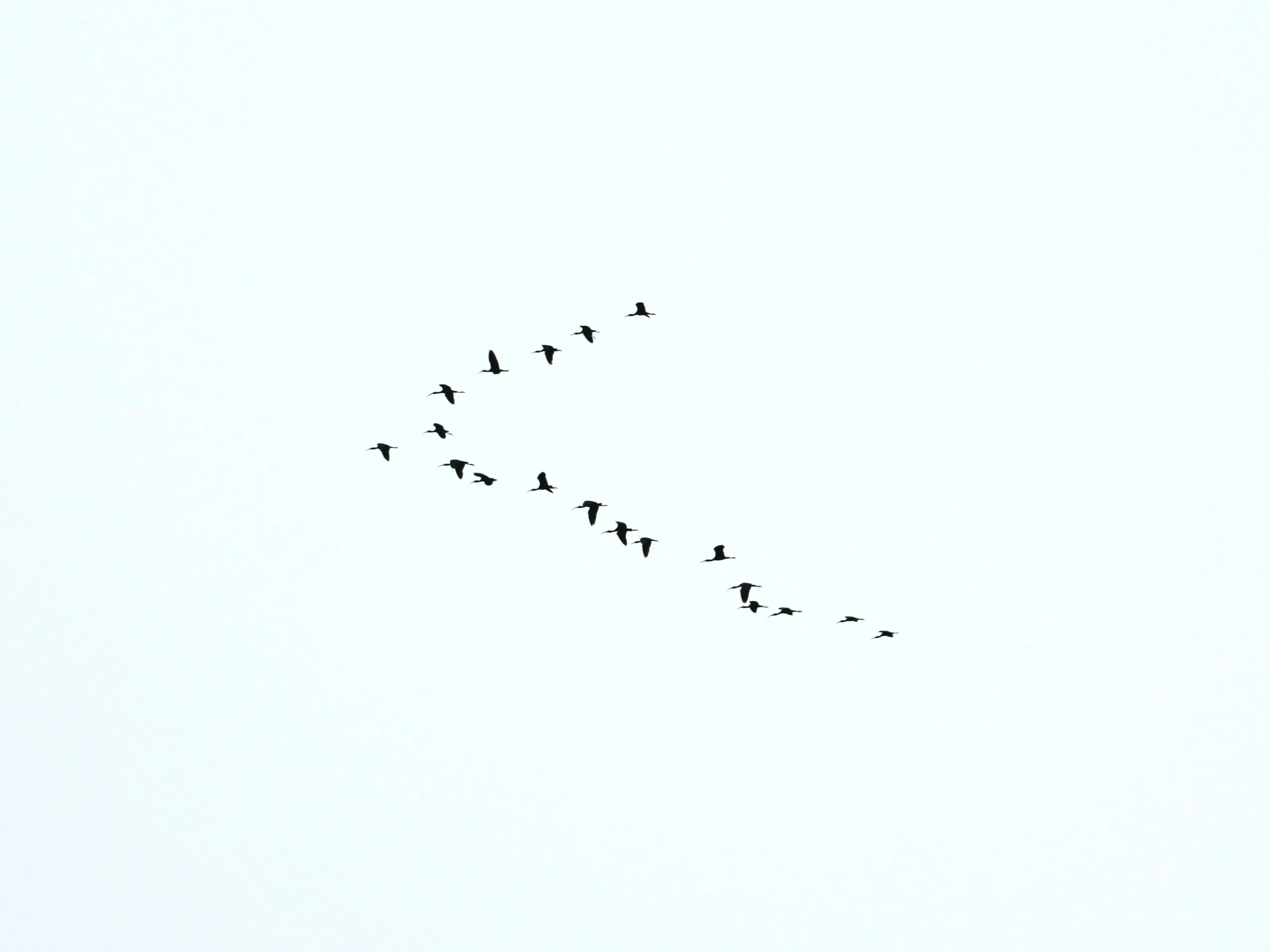 Formation of Birds Flying in V Shape Against White Sky