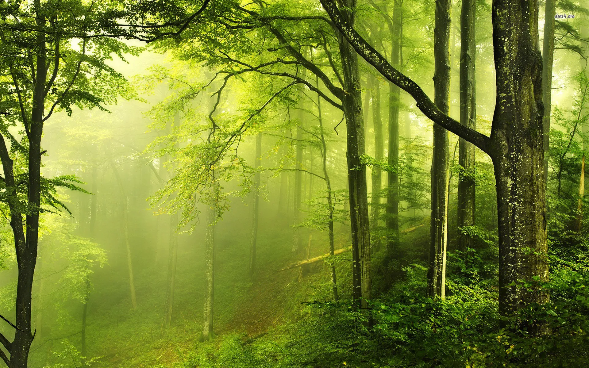 Fresh Green Forest with Soft Sunlight and Fog Free Wallpaper