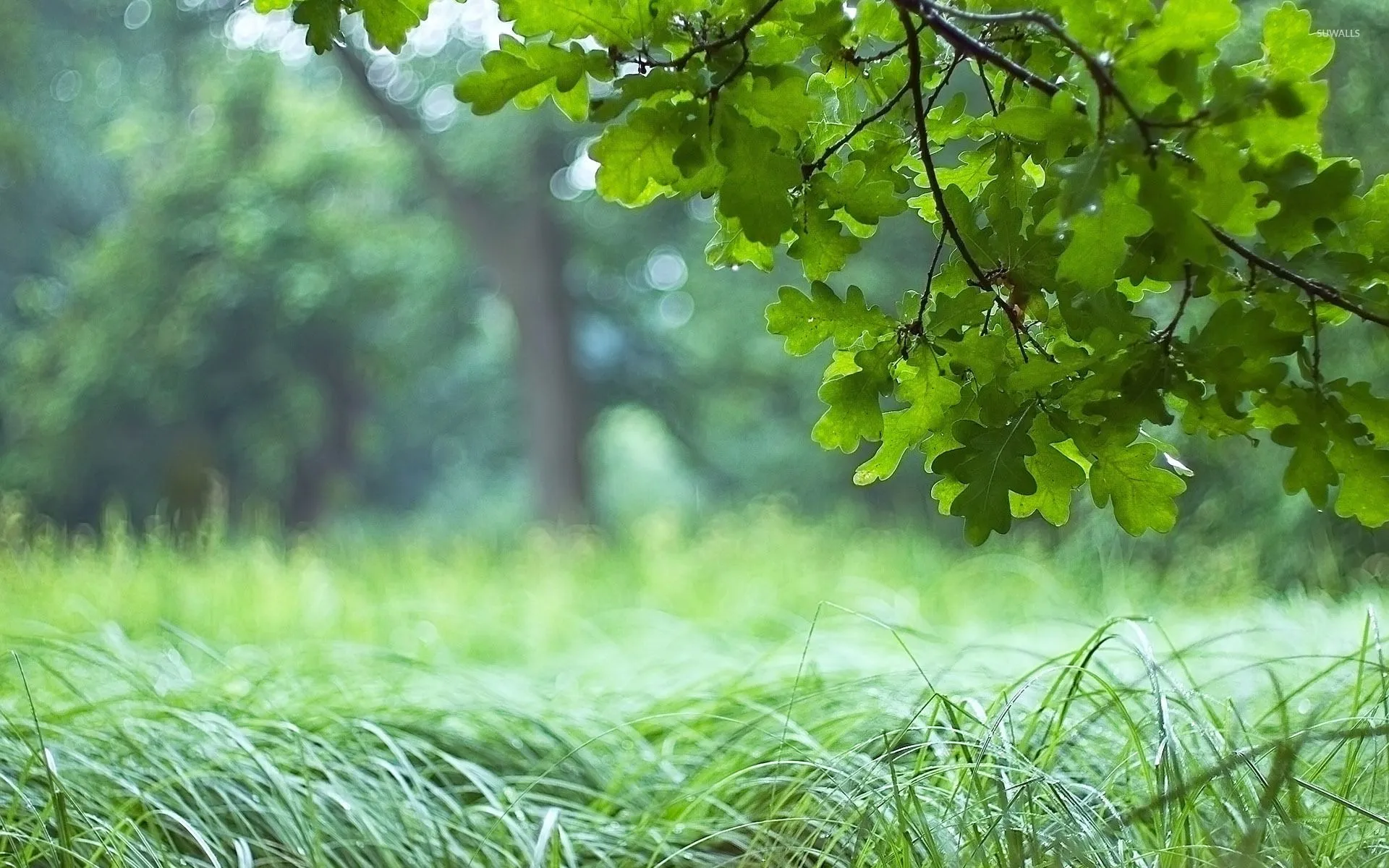 Fresh Green Leaves in a Forest Grass Field on a Sunny Day