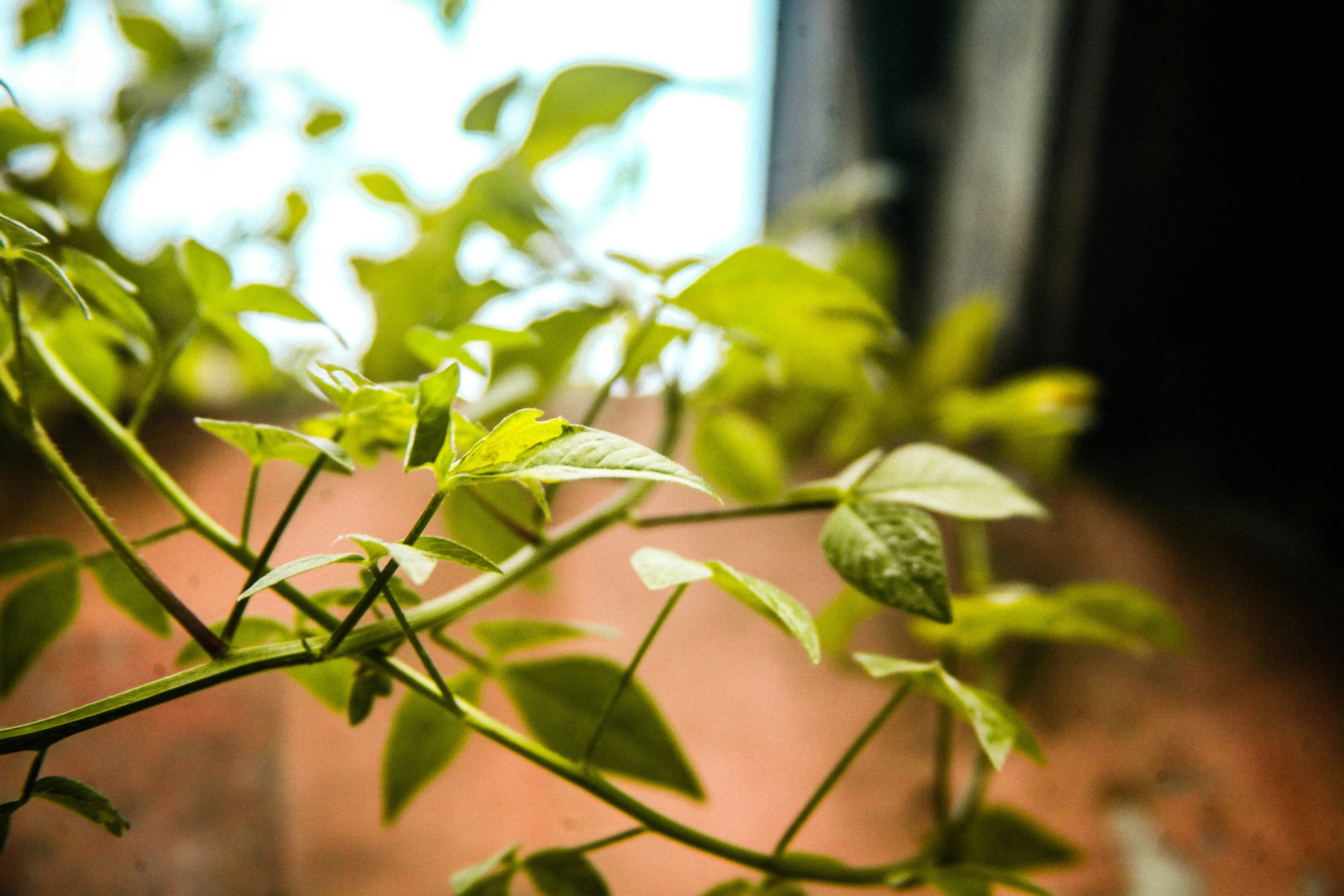 Fresh green leaves on tree branch with sunlight shining