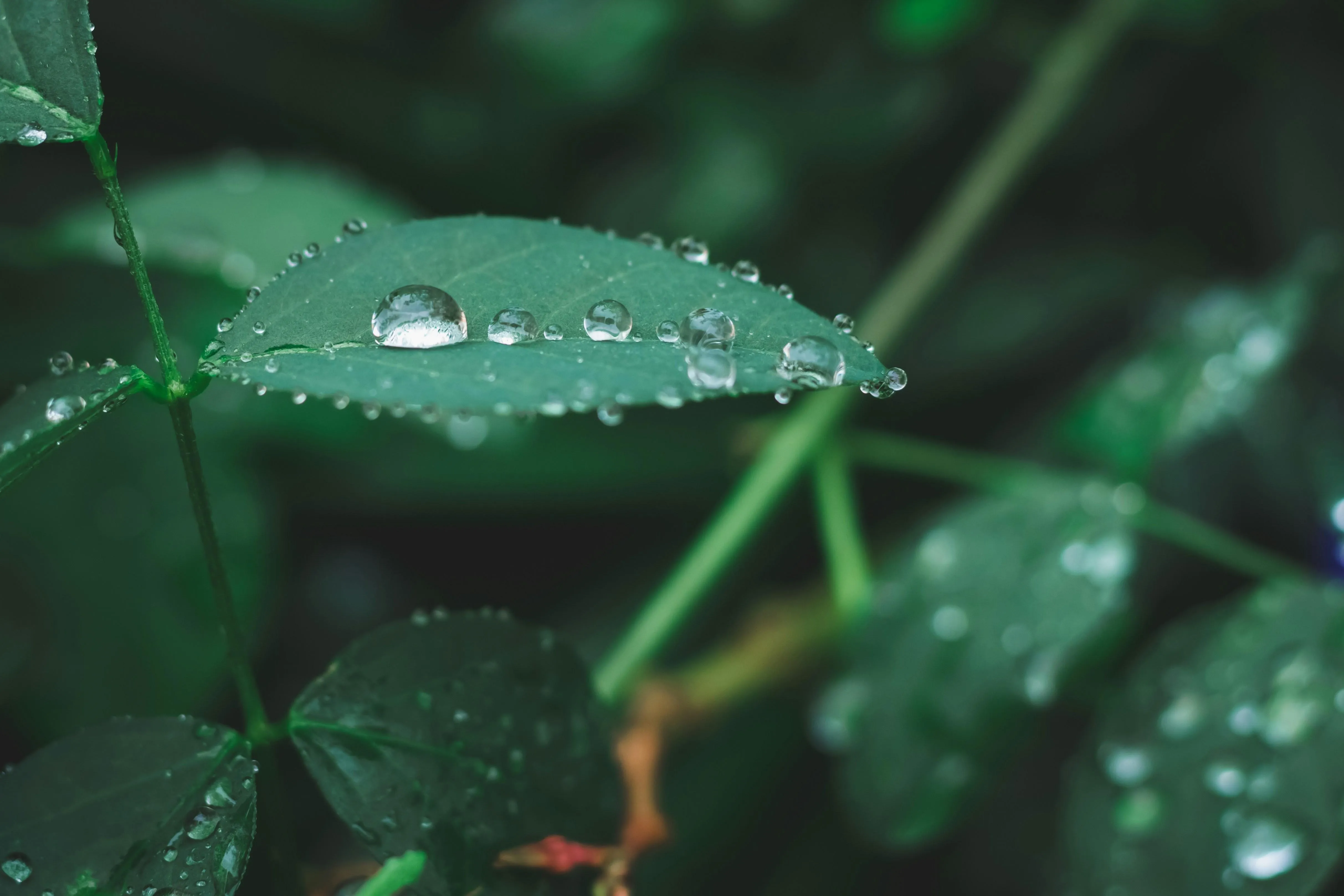 Fresh Raindrops on Dark Green Foliage Free Wallpaper