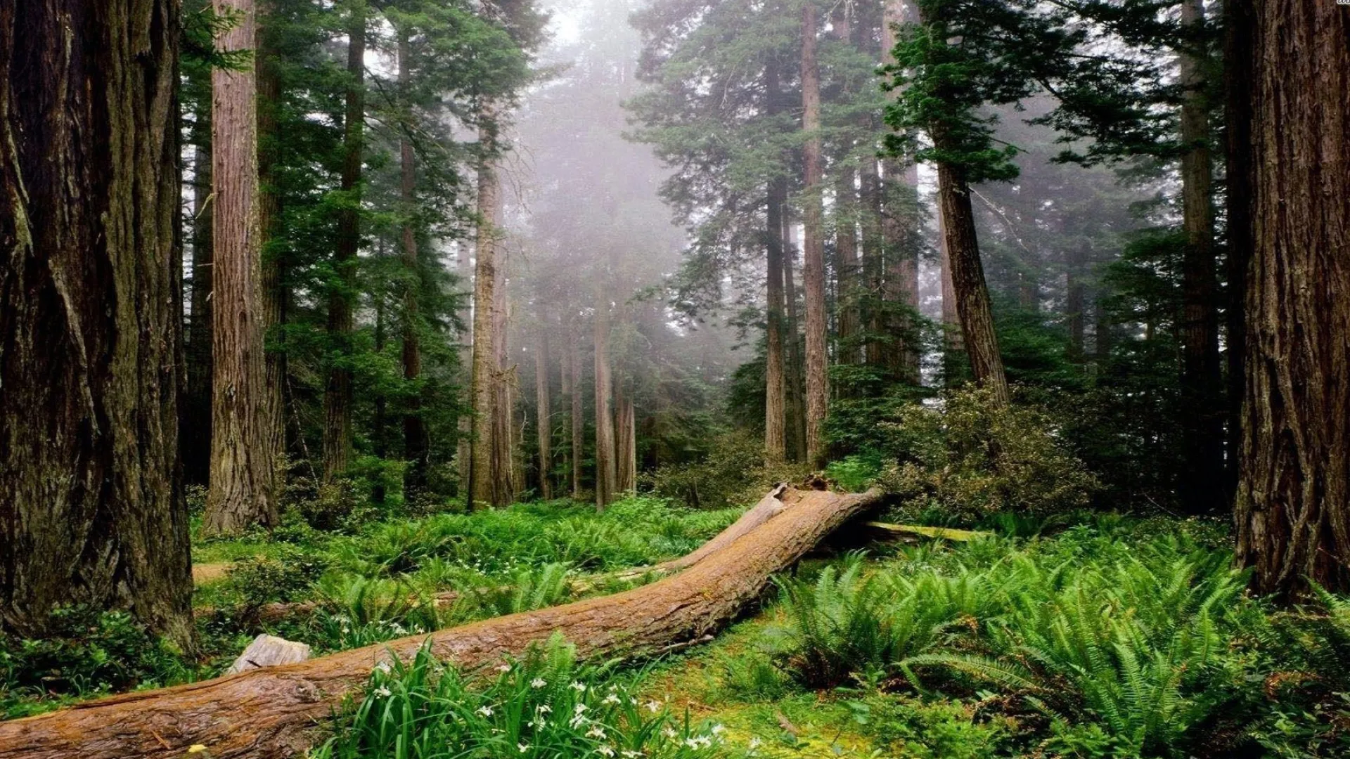 Giant Redwood Trees Extremely Tall Over a Forest with Mist