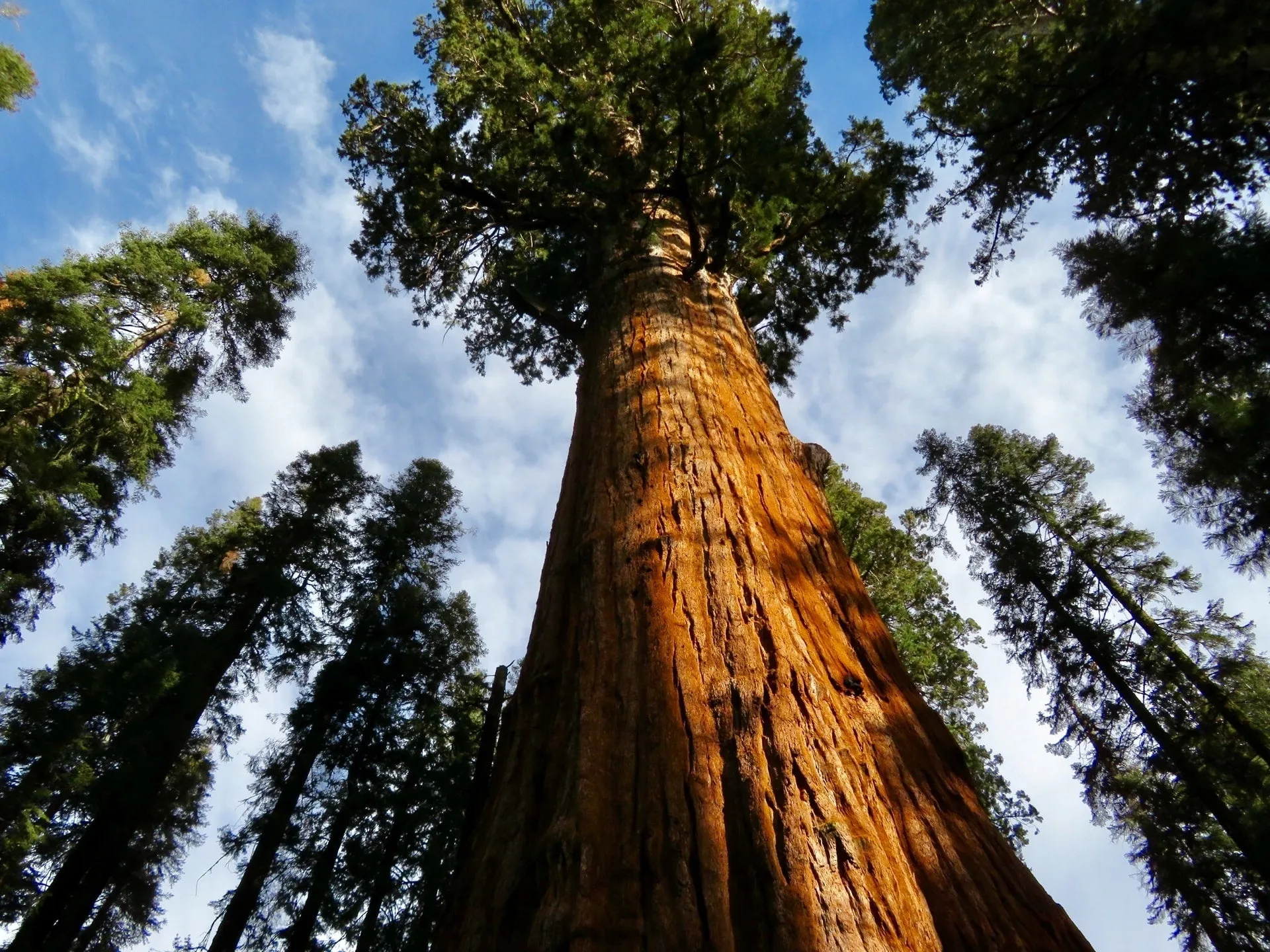 Giant Sequoia Tree Reaching Skywards Among Other Tall Trees
