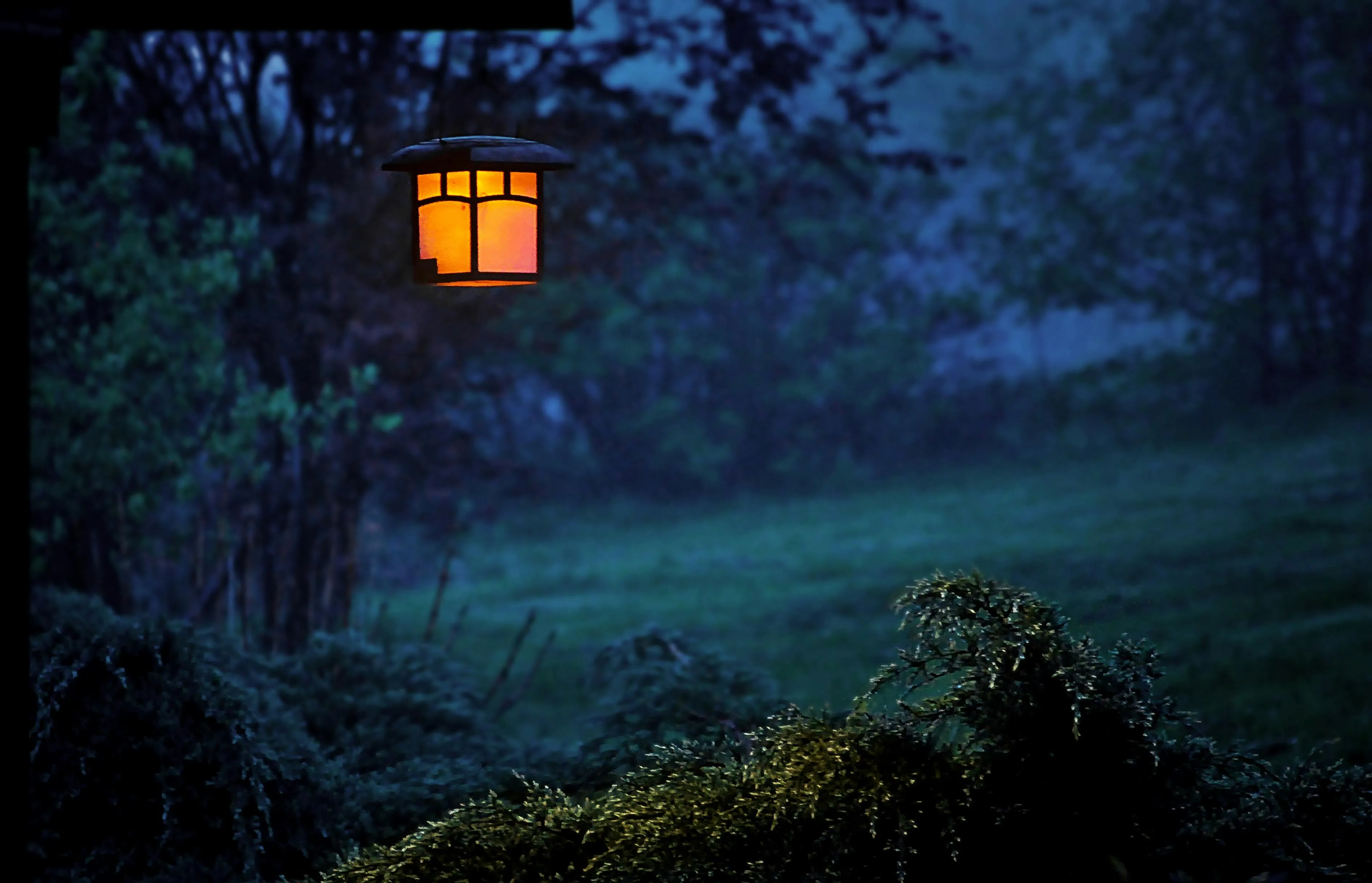 Glowing Lantern Hanging on a Tree in a Dark Night Forest