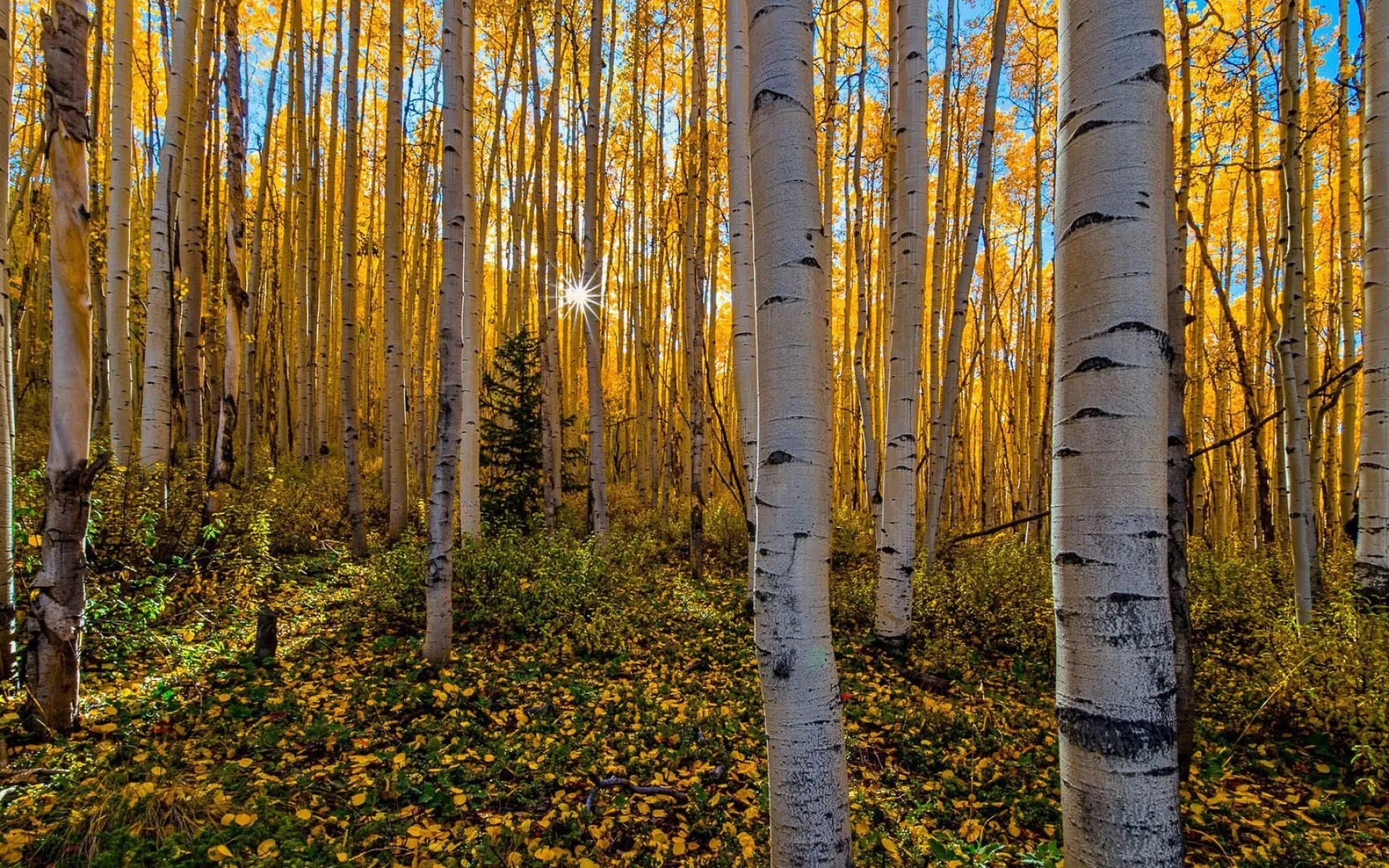Golden Autumn Birch Trees Glowing in Soft Forest Sunlight