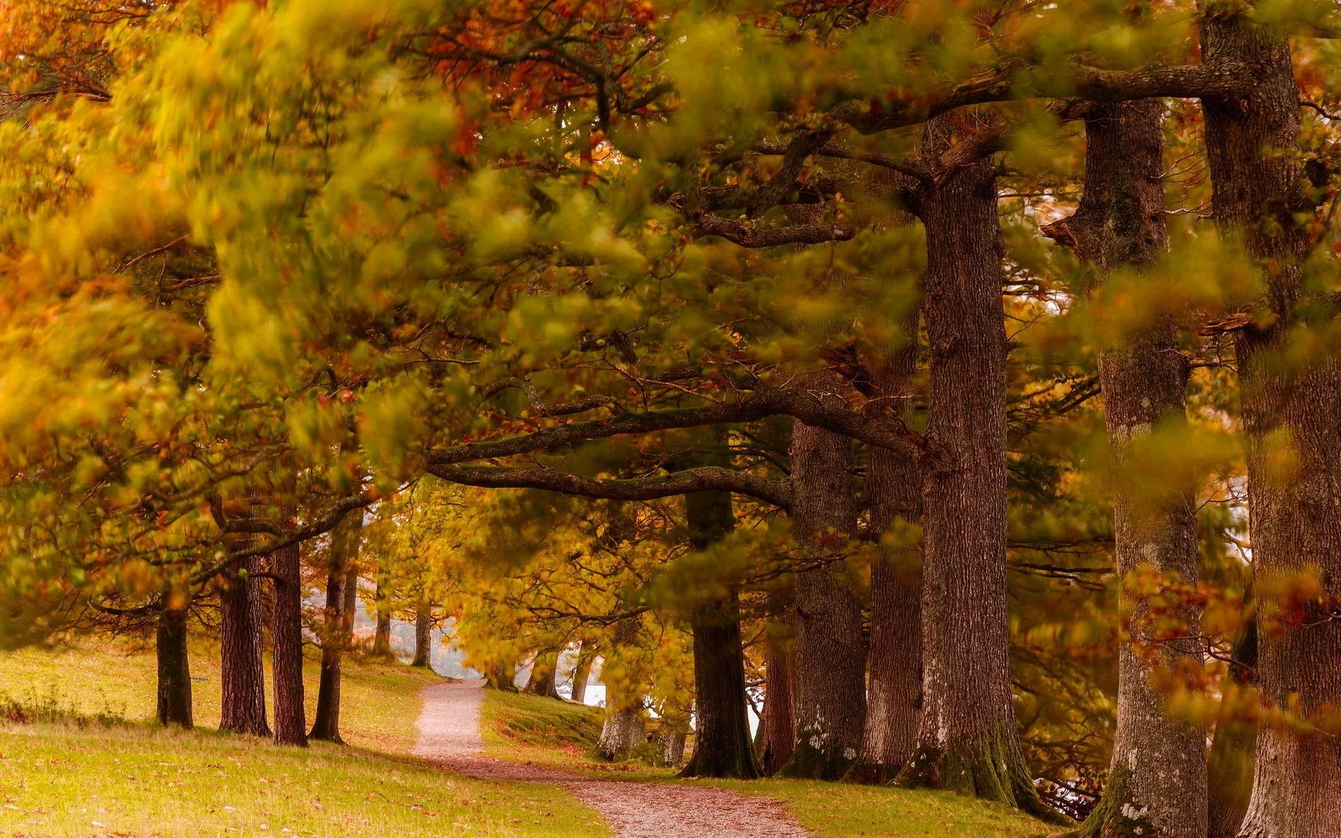 Golden Autumn Forest Path Surrounded by Tall Trees