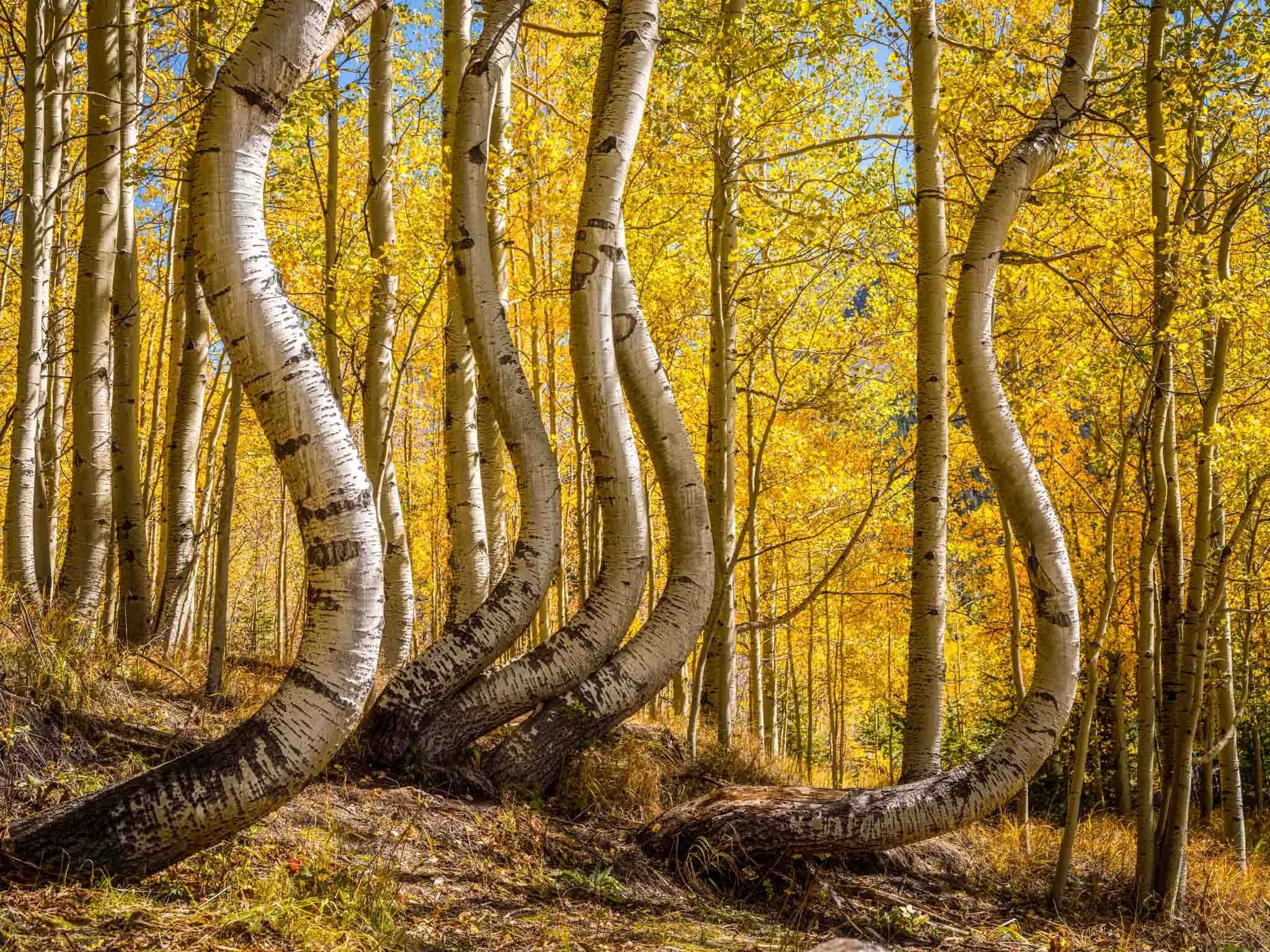 Golden Autumn Forest with Sunlight Filtering Through Trees