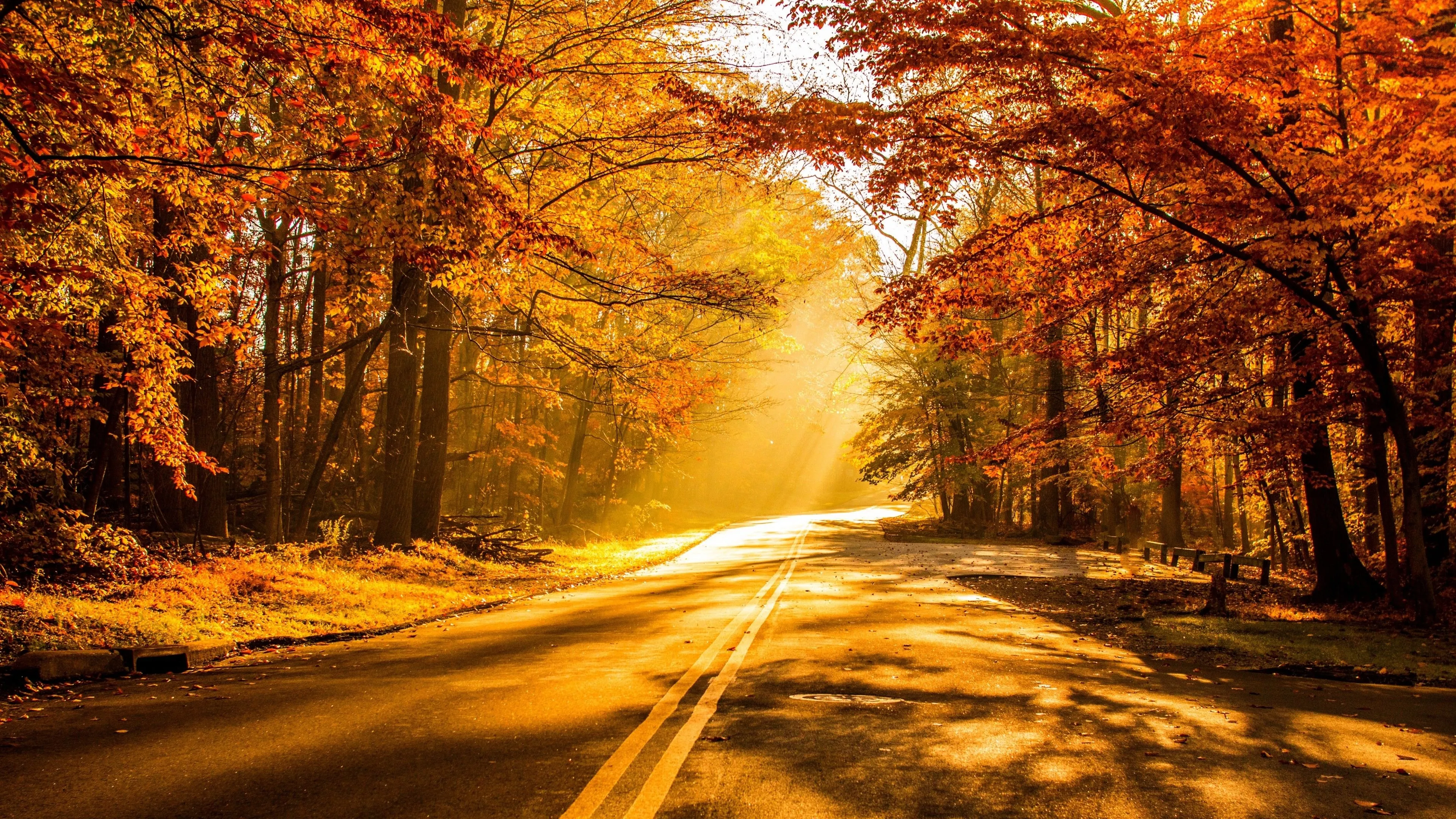 Golden Autumn Road Surrounded by Glowing Forest Trees
