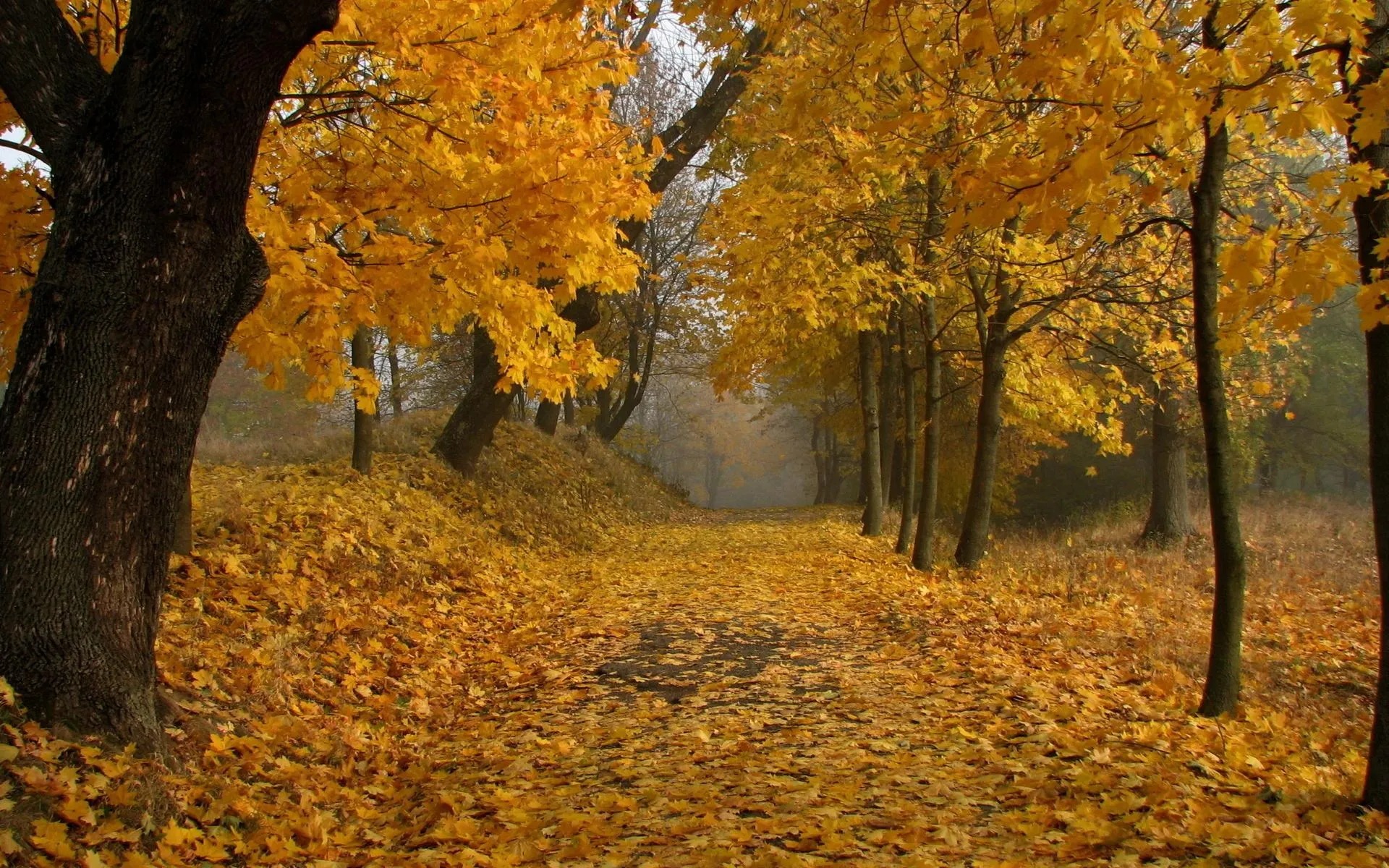 Golden autumn trees lining a forest pathway Wallpaper