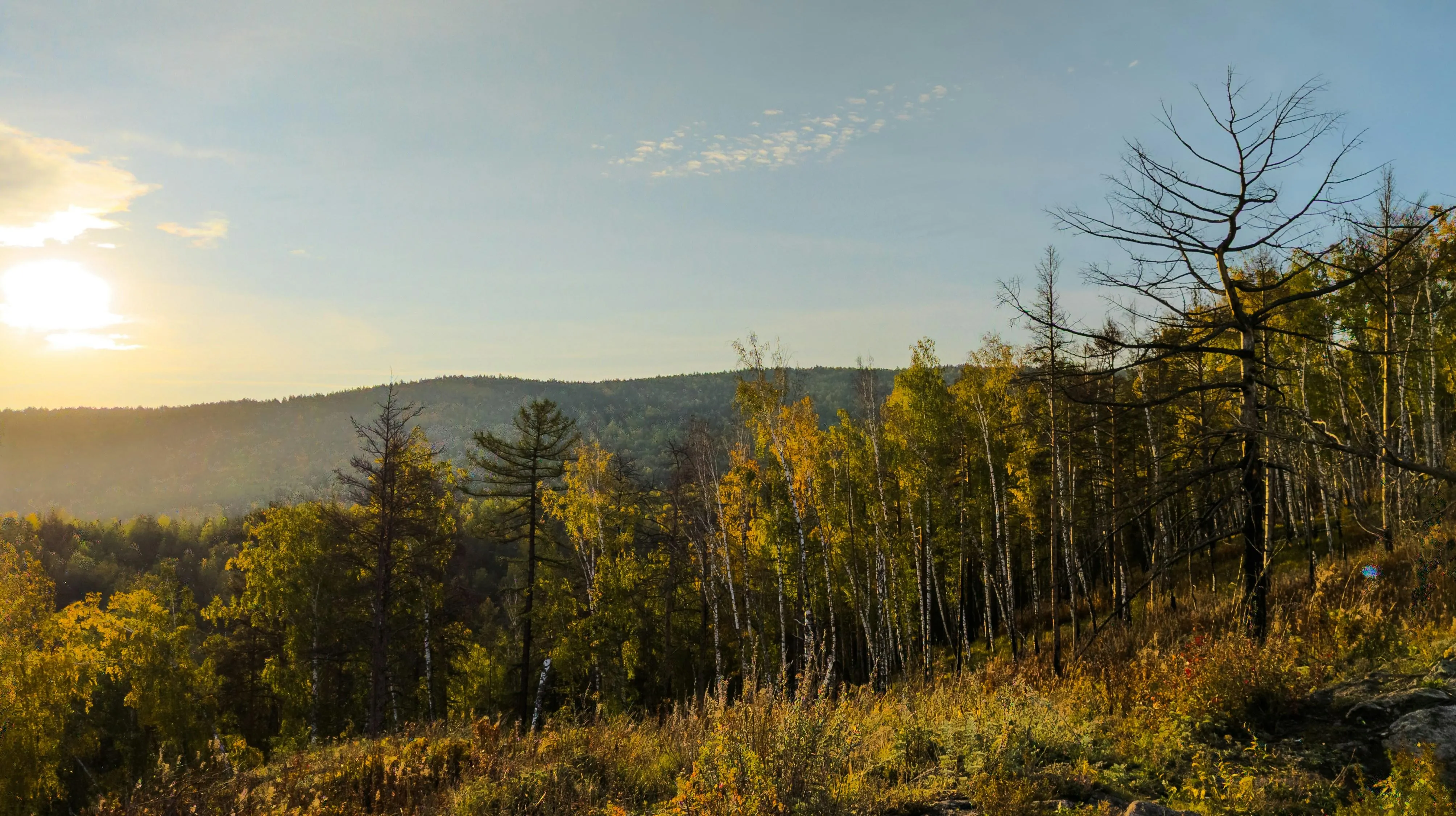 Golden fall trees over hilltop under clear blue sky