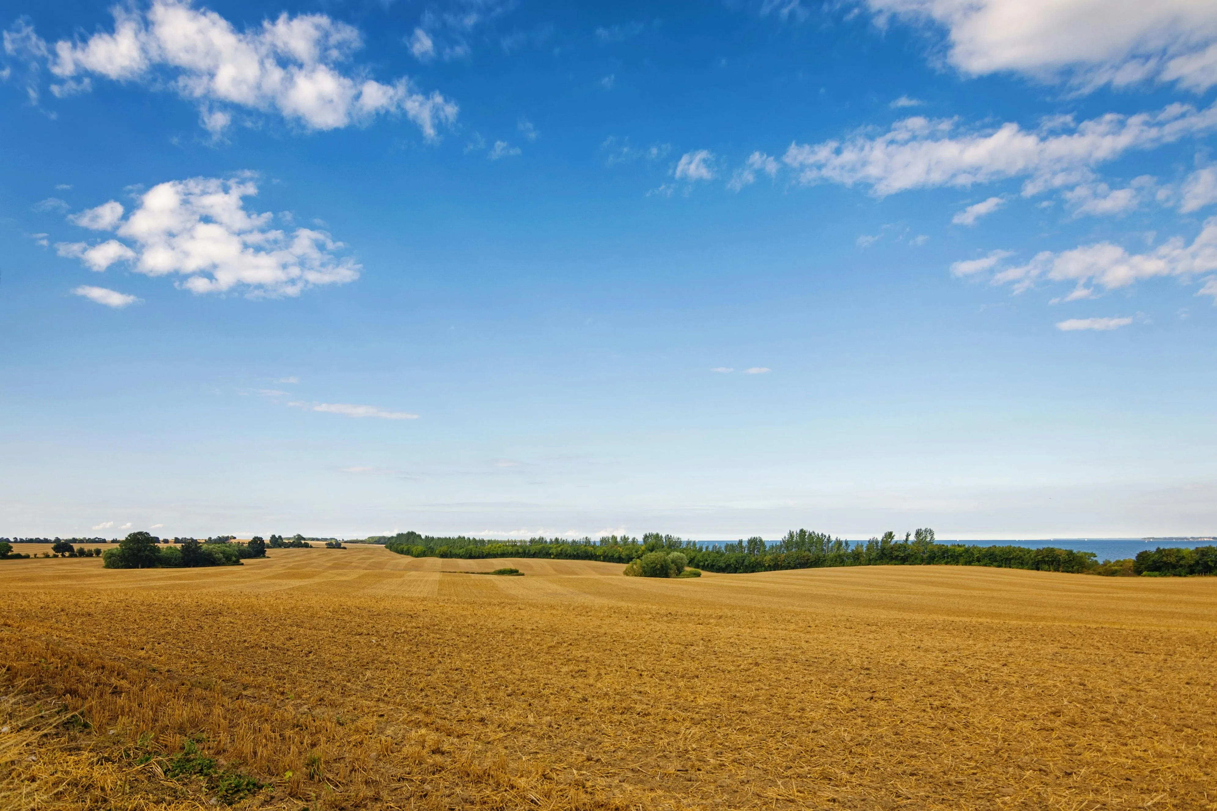 Golden Field Beneath a Wide Blue Sky with White Clouds