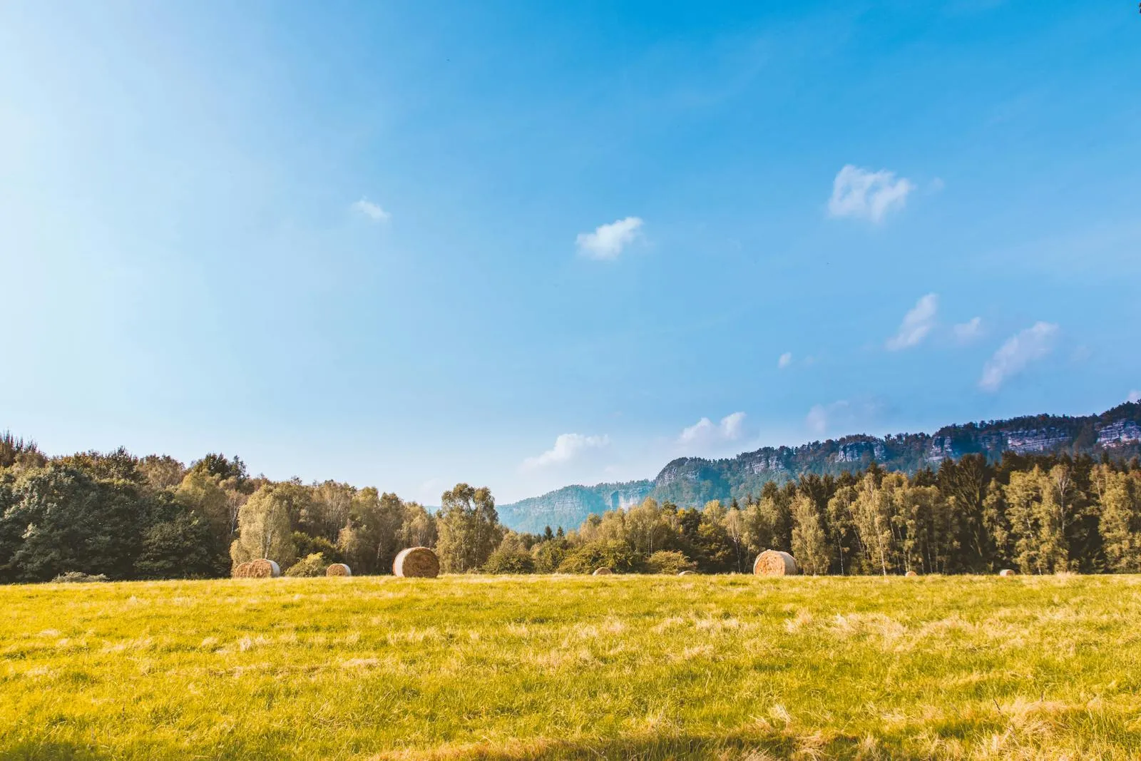Golden Field Under Blue Sky with Sparse White Clouds