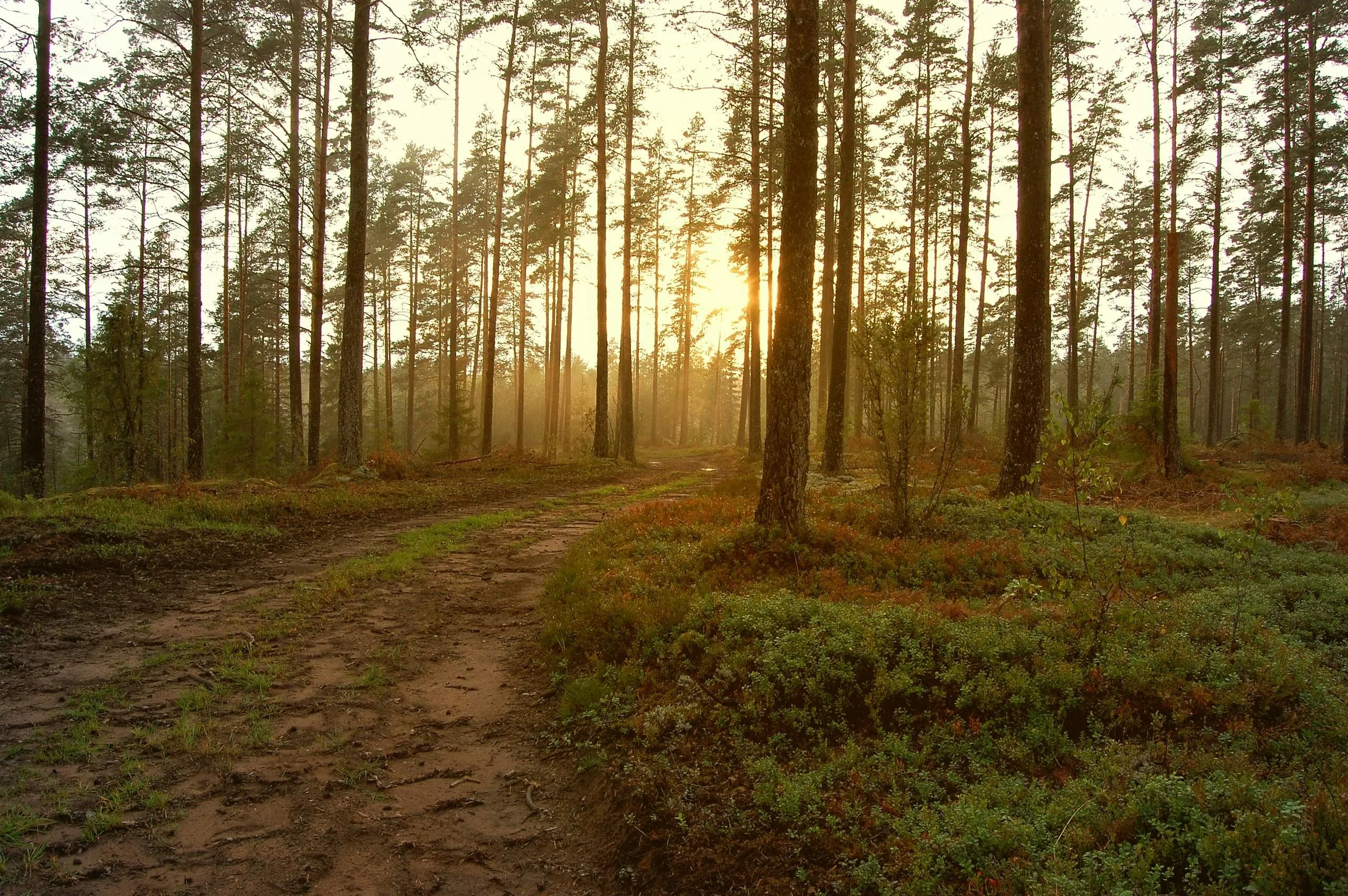 Golden Sunlight Glows Through a Fresh Green Forest Wallpaper