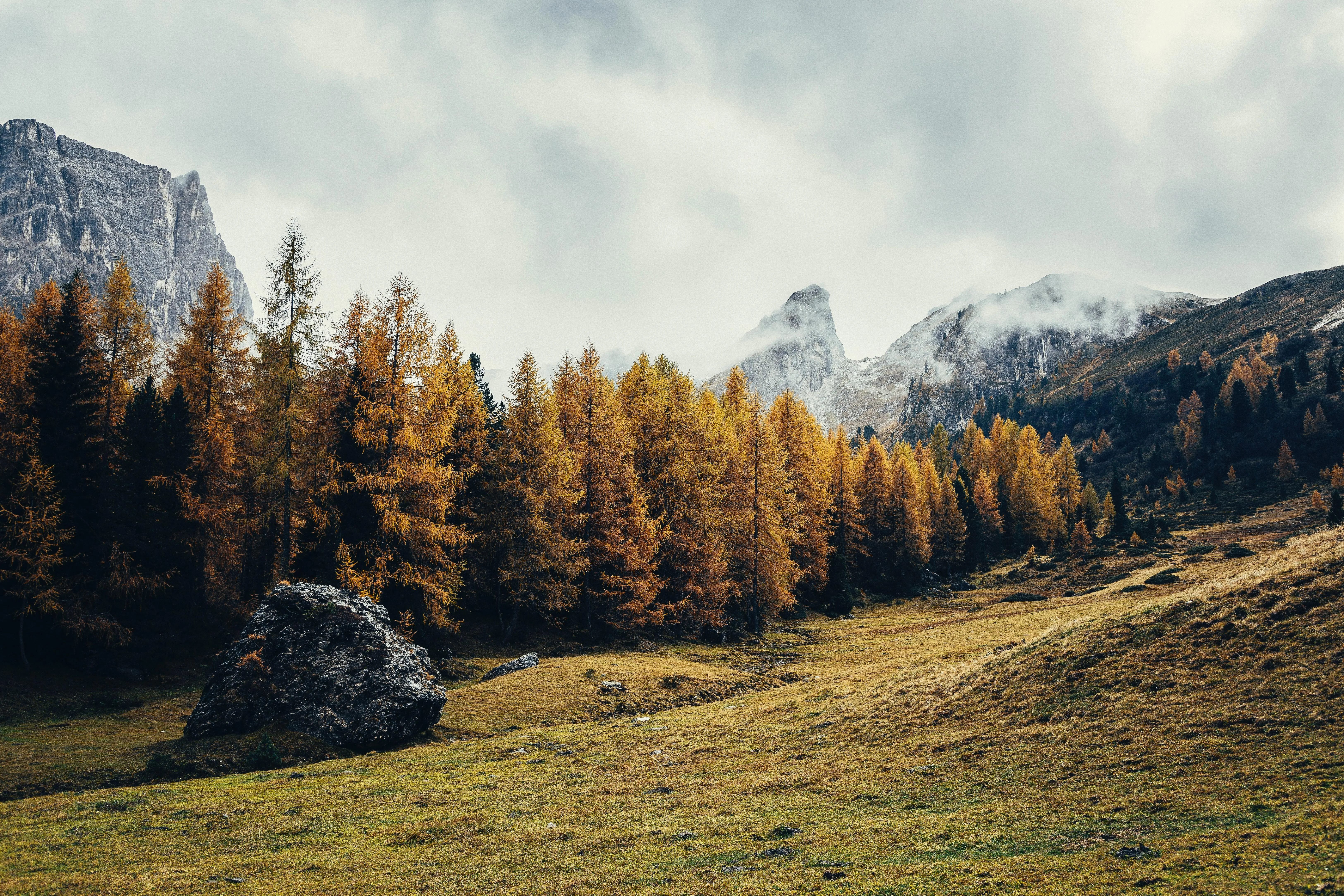 Golden sunlight over field with sparse pine trees image