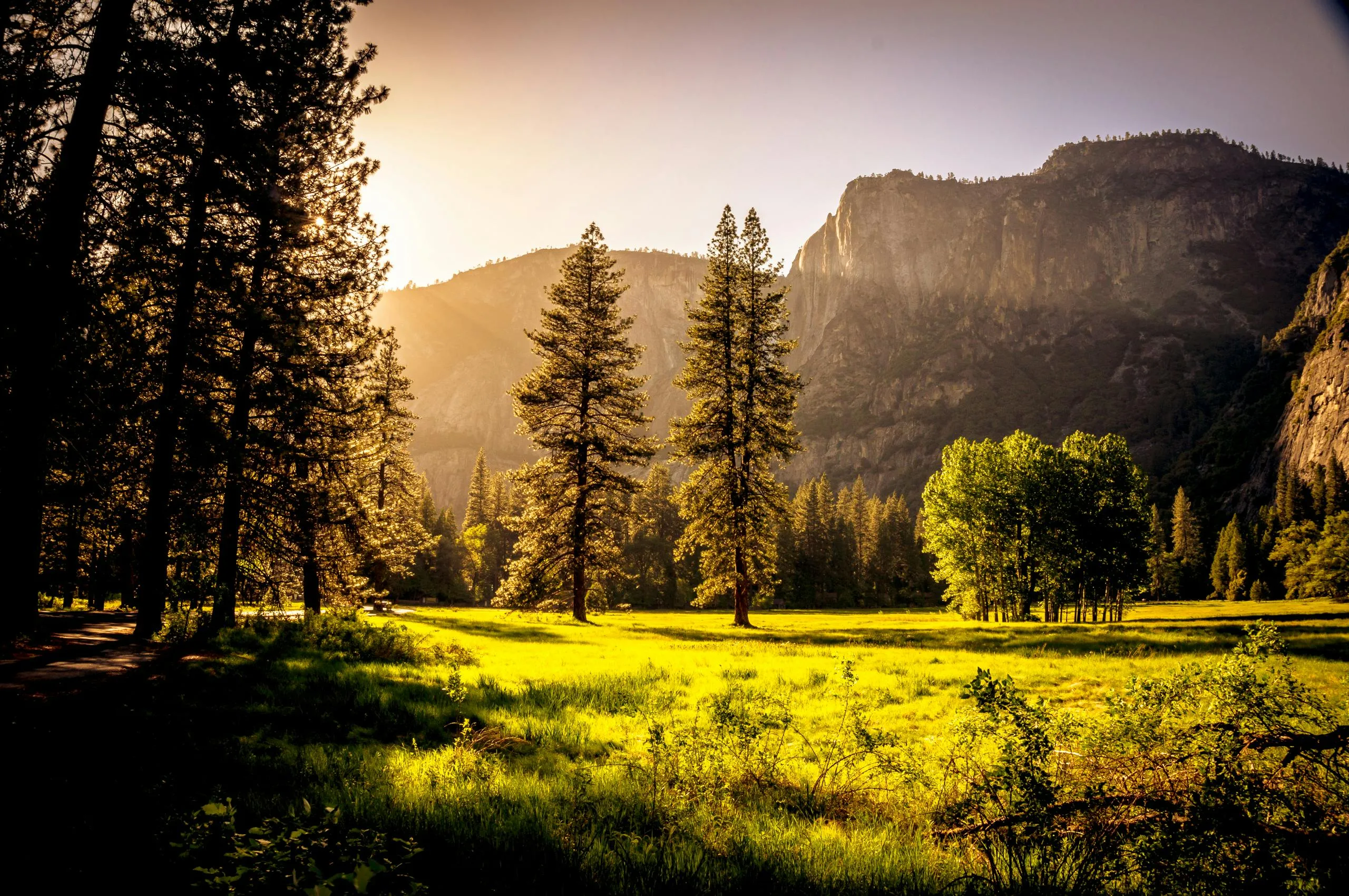 Golden Sunlight Shining on Pine Trees in a Peaceful Valley