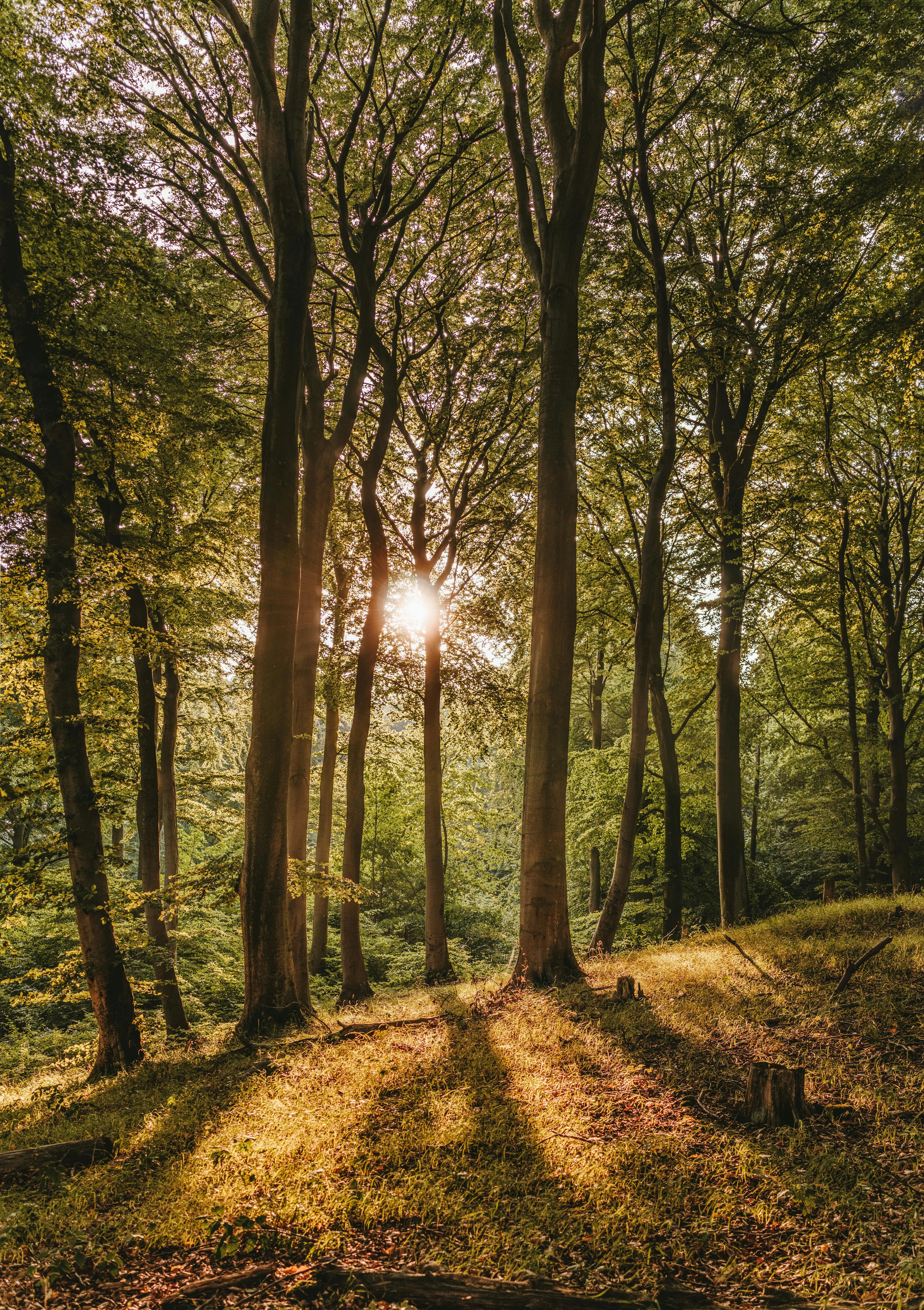 Golden Sunlight Shining Through Peaceful Forest Trees