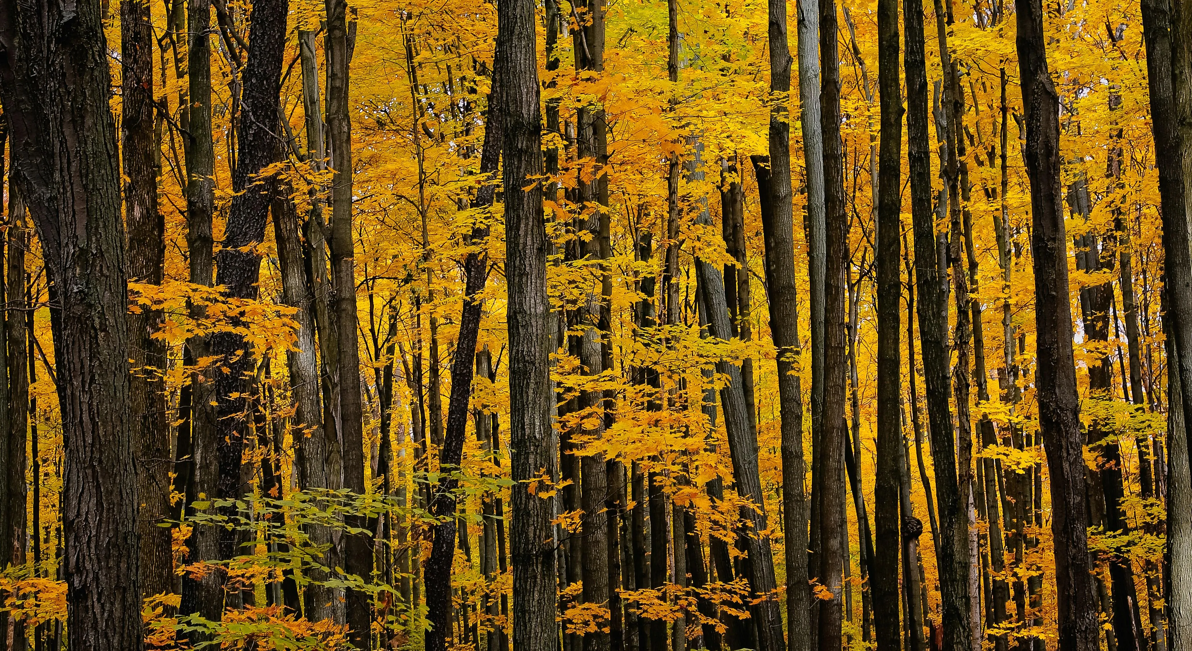 Golden sunlight shining through tall autumn forest Wallpaper
