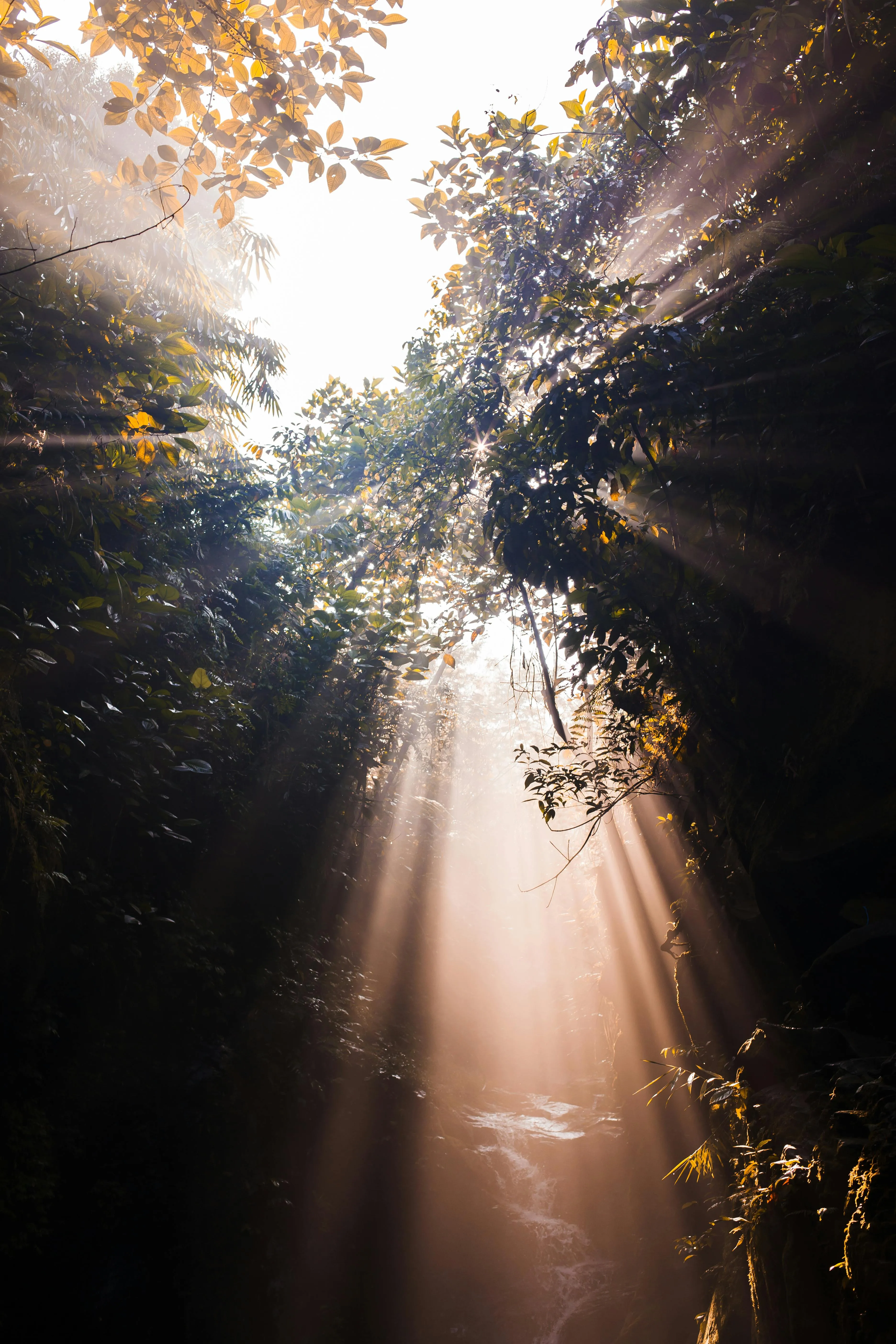 Golden Sunrays Breaking Through Dense Forest Trees Wallpaper