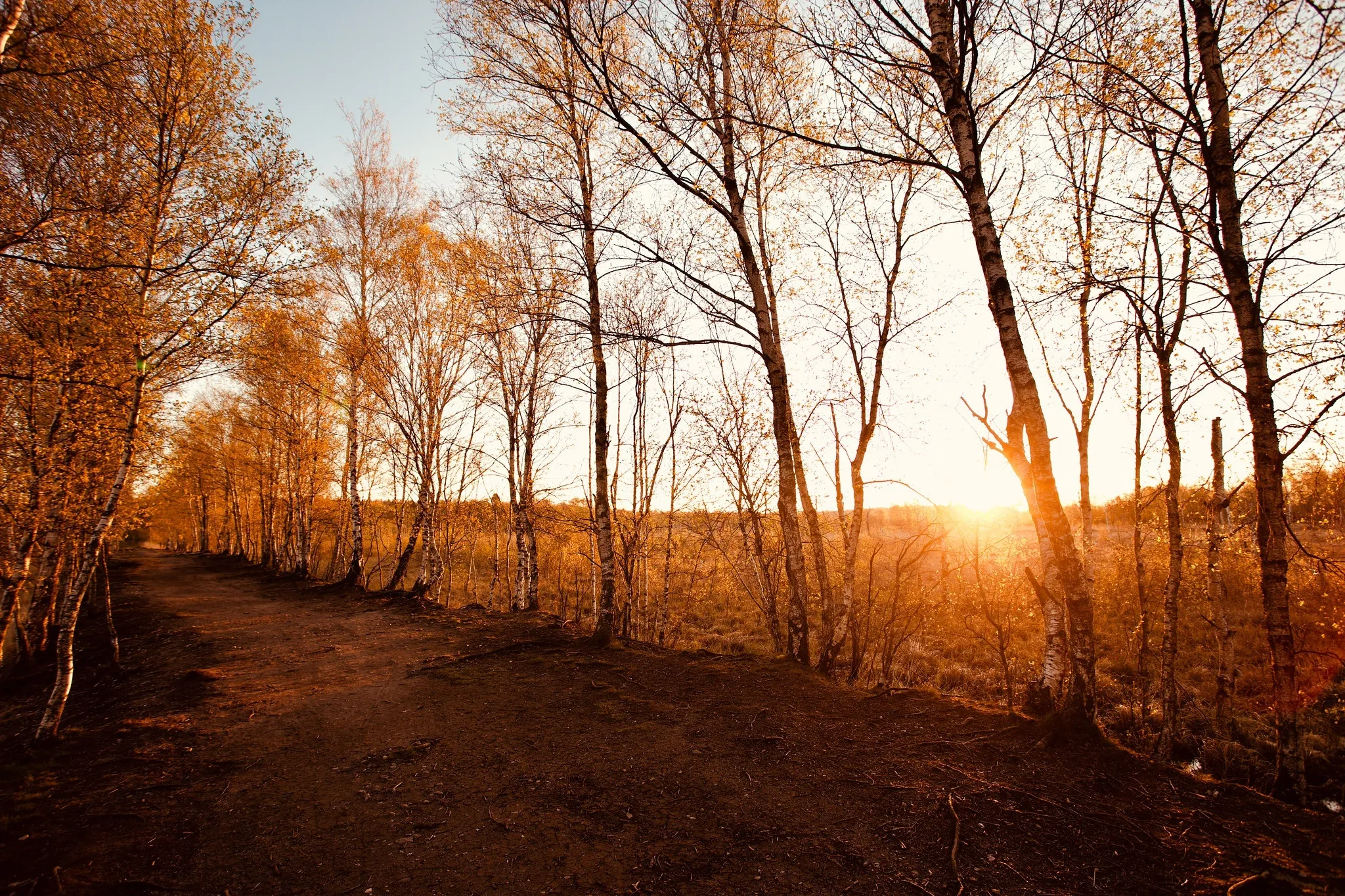 Golden Sunset Shining Through the Autumn Trees in the Forest