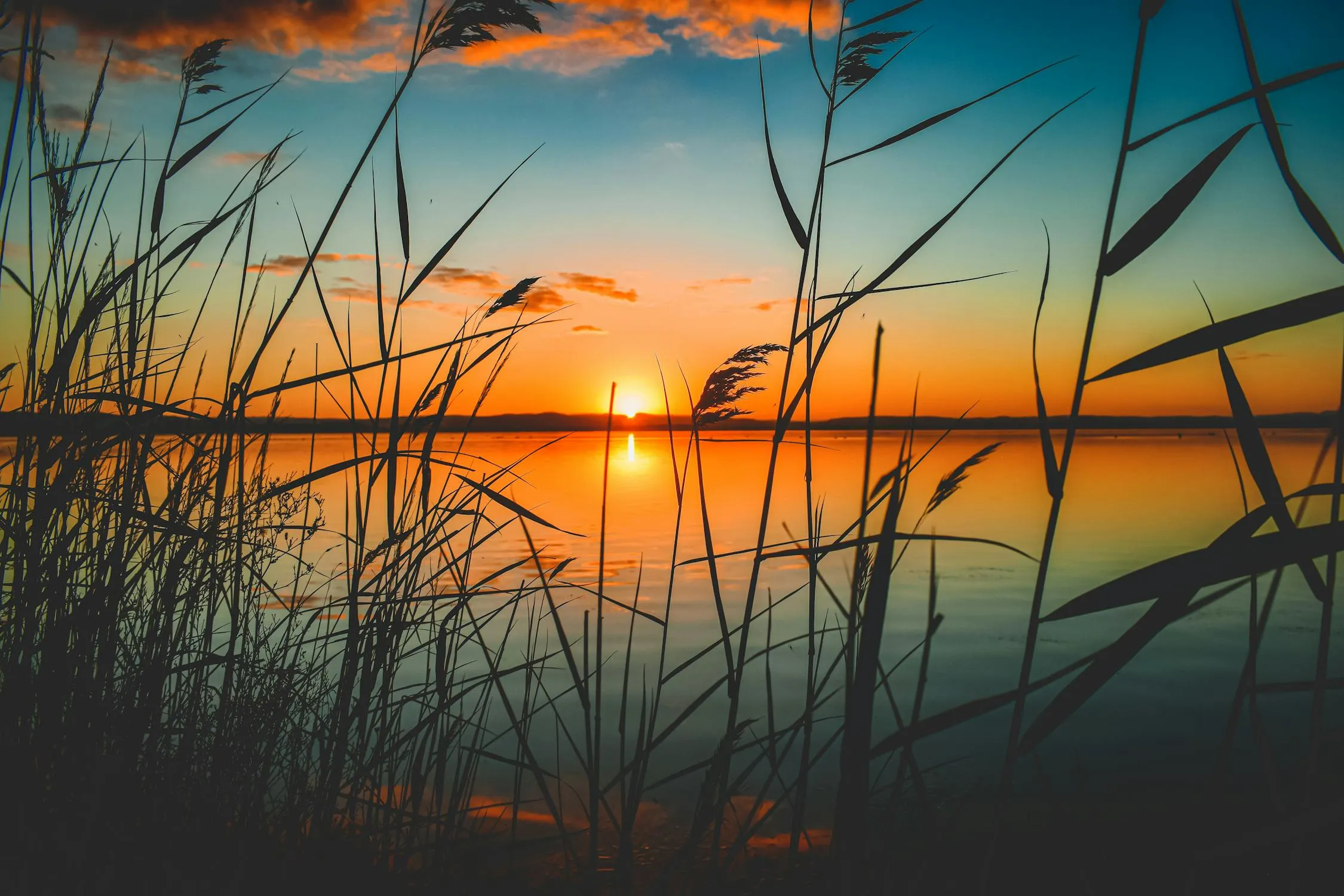 Golden Sunset Through Tall Grasses By Calm Water Image