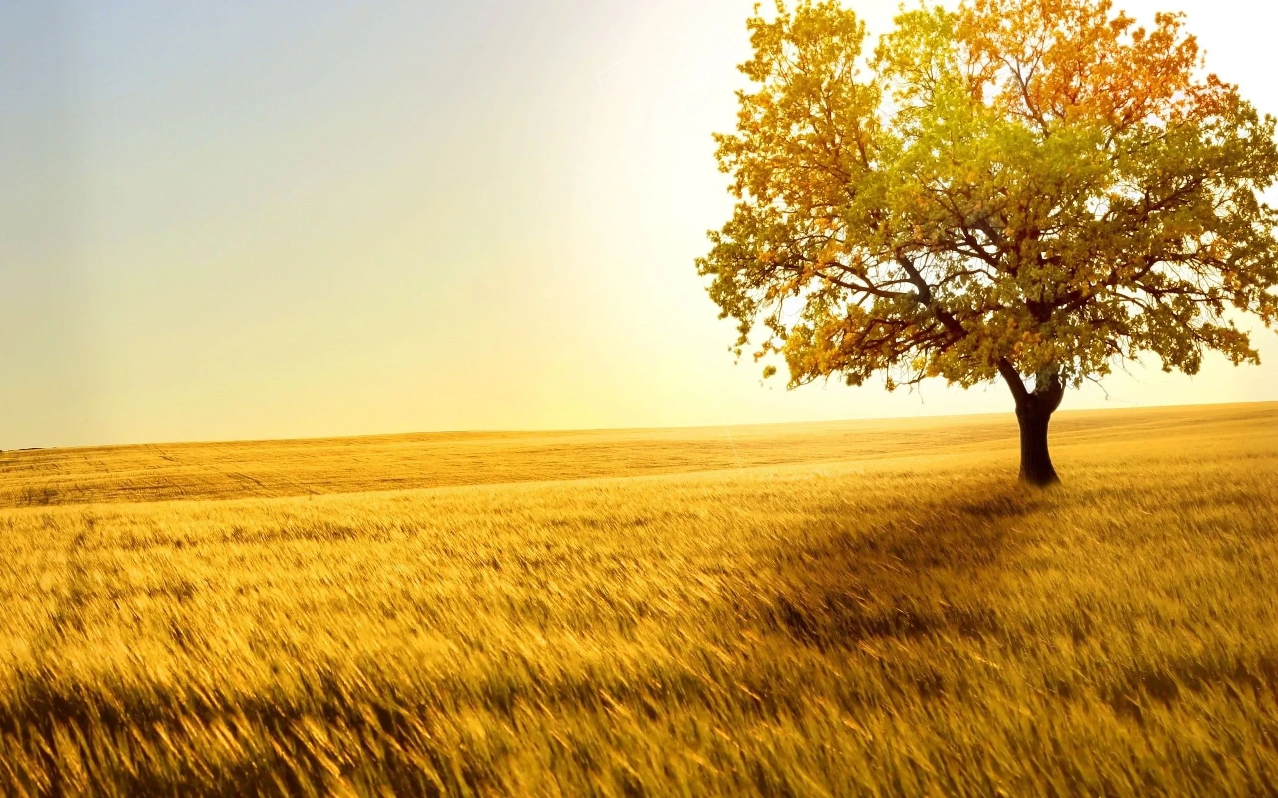 Golden Tree Standing Alone in a Yellow Grass Field Wallpaper