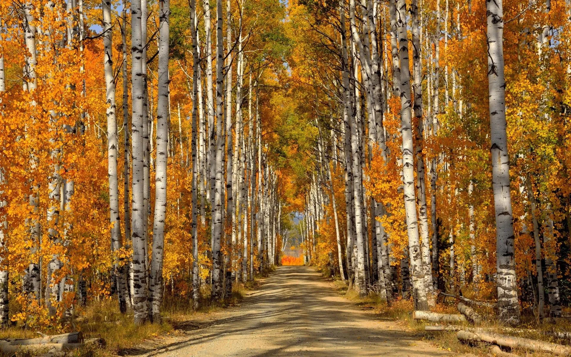 Golden Trees in a Bright Autumn Forest Lining Peaceful Road