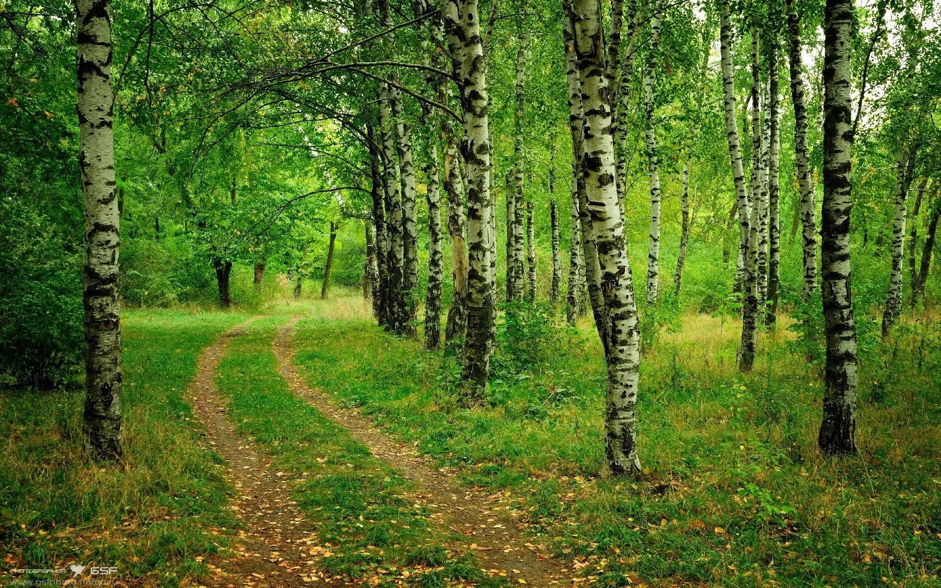 Grassy Walking Path Winding Through Bright Birch Tree Woods