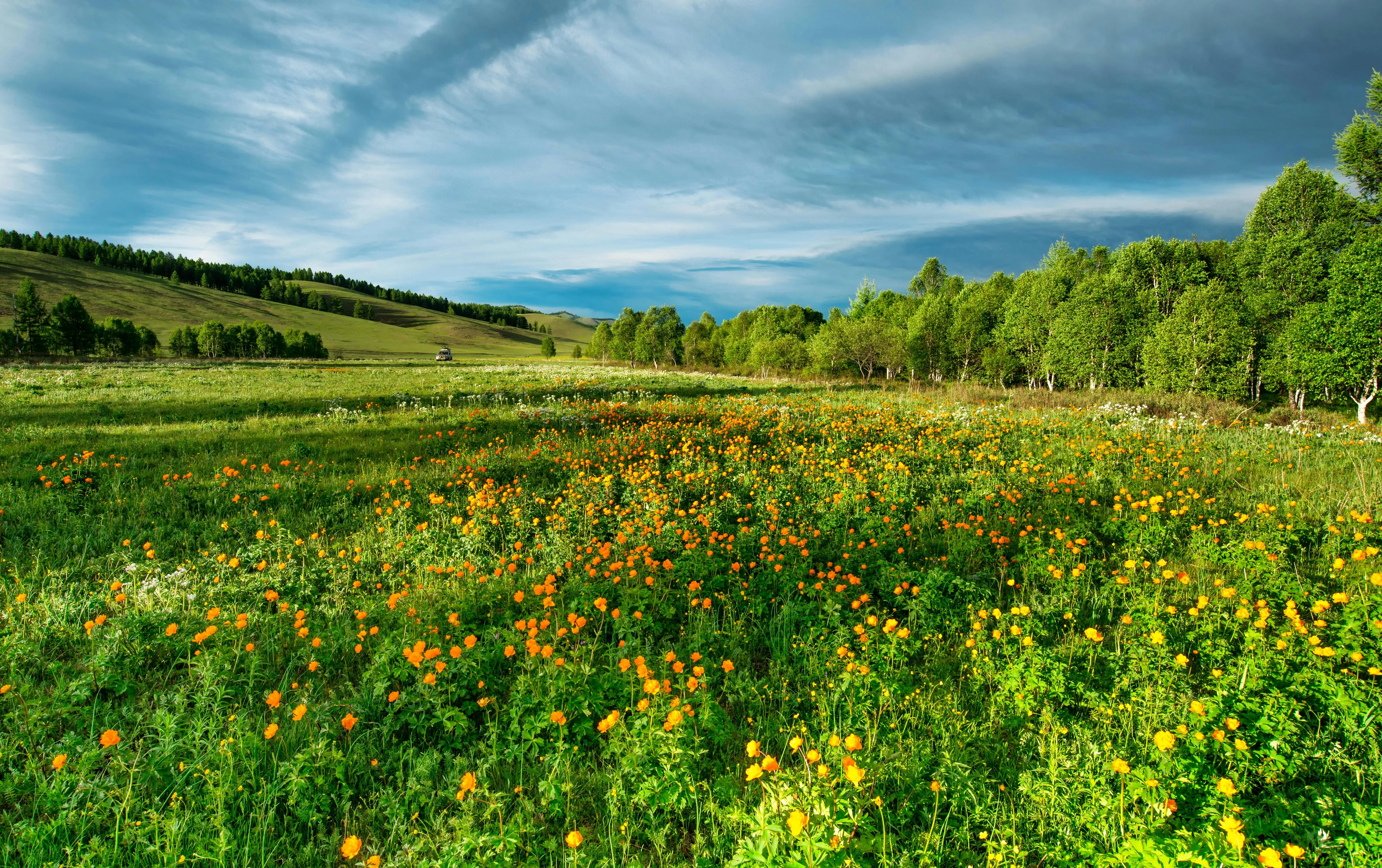 Green Field Under a Blue Sky with Scattered Clouds Wallpaper