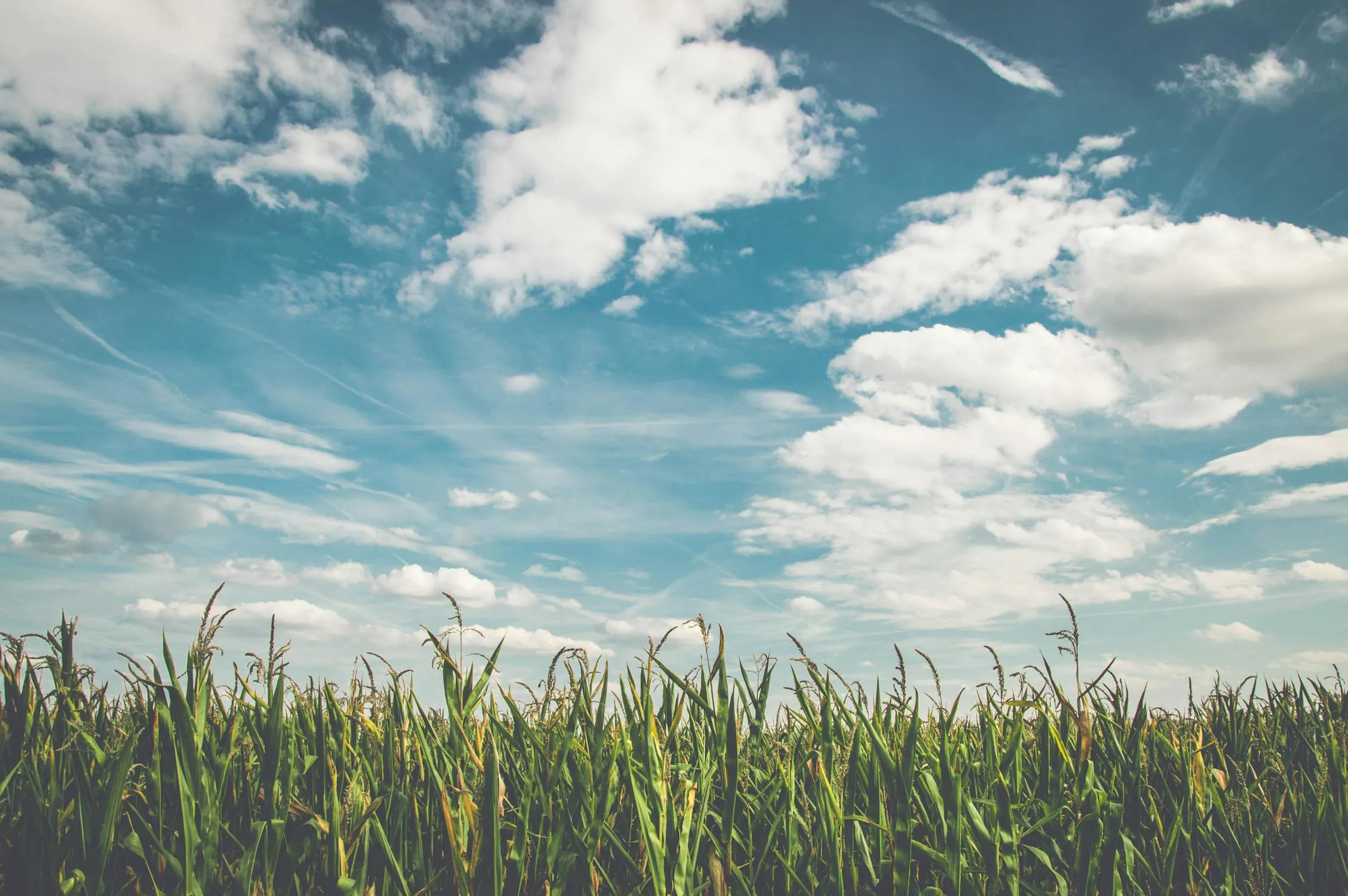 Green Field Under a Sky Filled with White Puffy Clouds