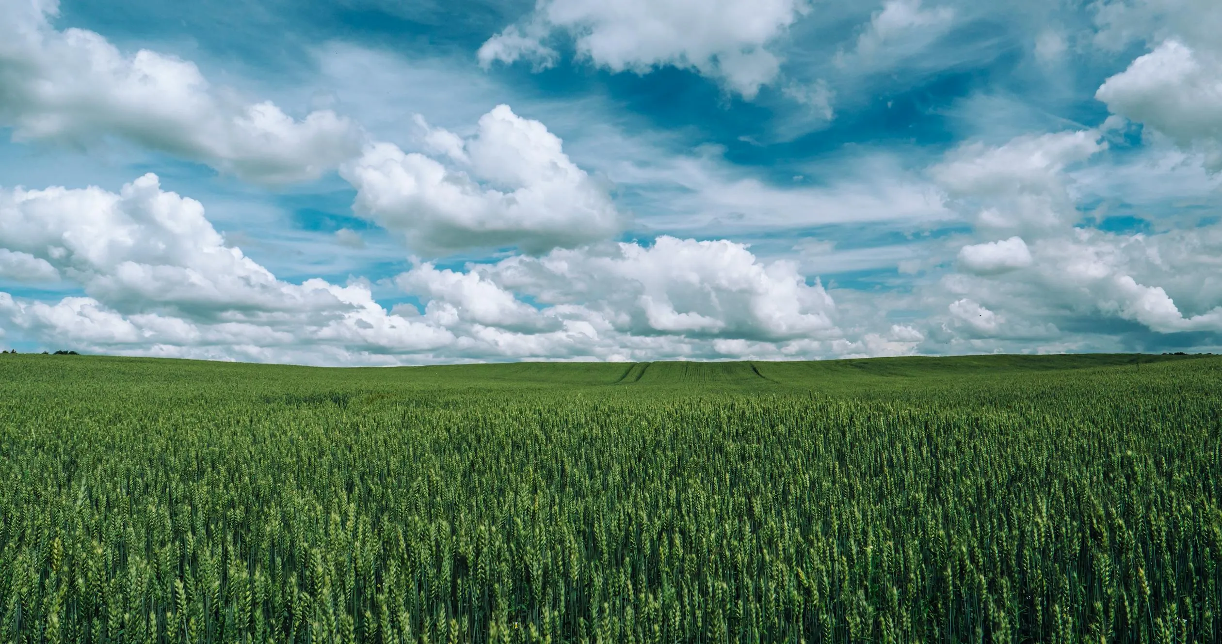 Green Field Under Blue Sky with White Fluffy Clouds