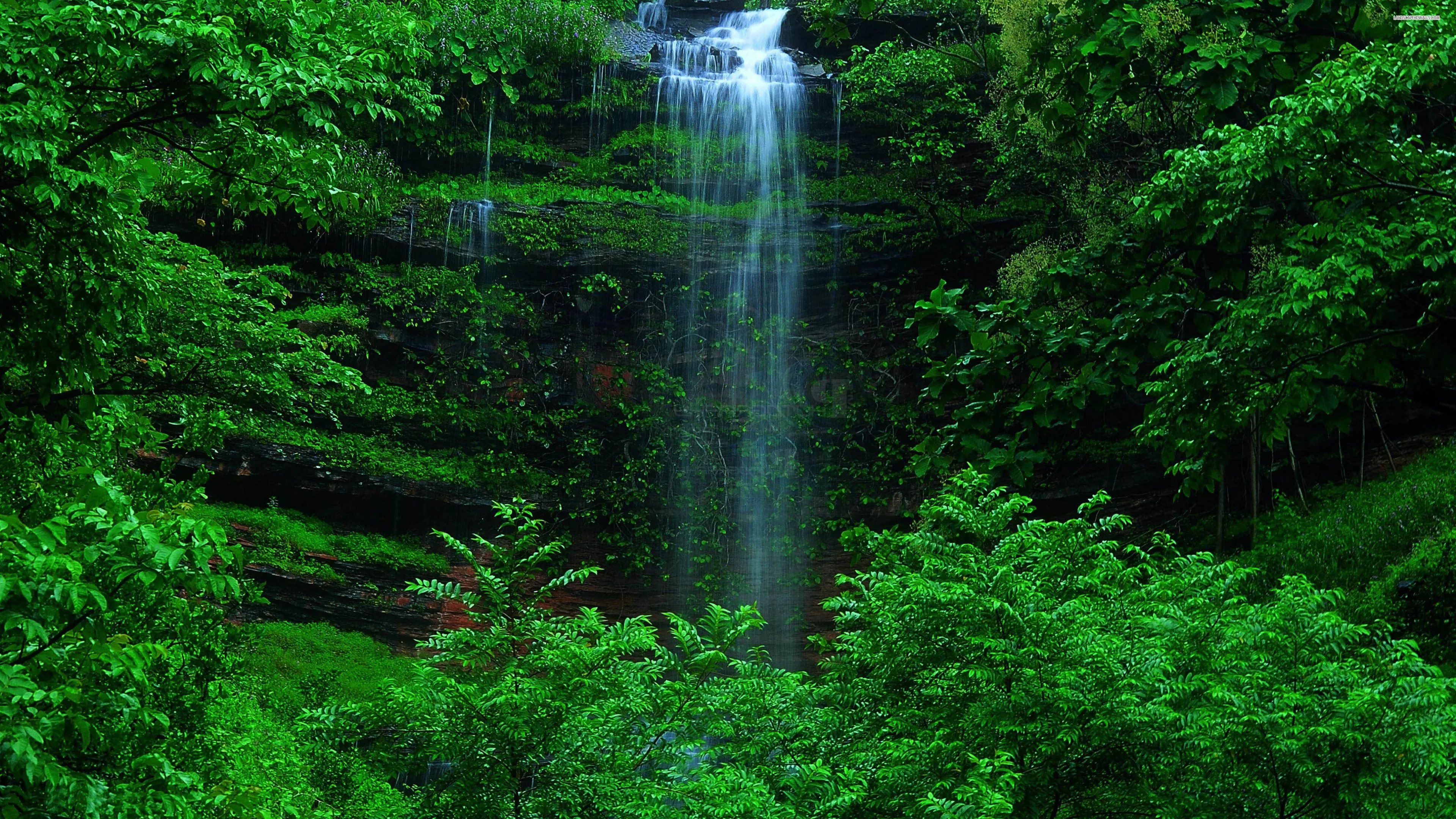 Green Forest Hiding a Waterfall in the Middle of Nature