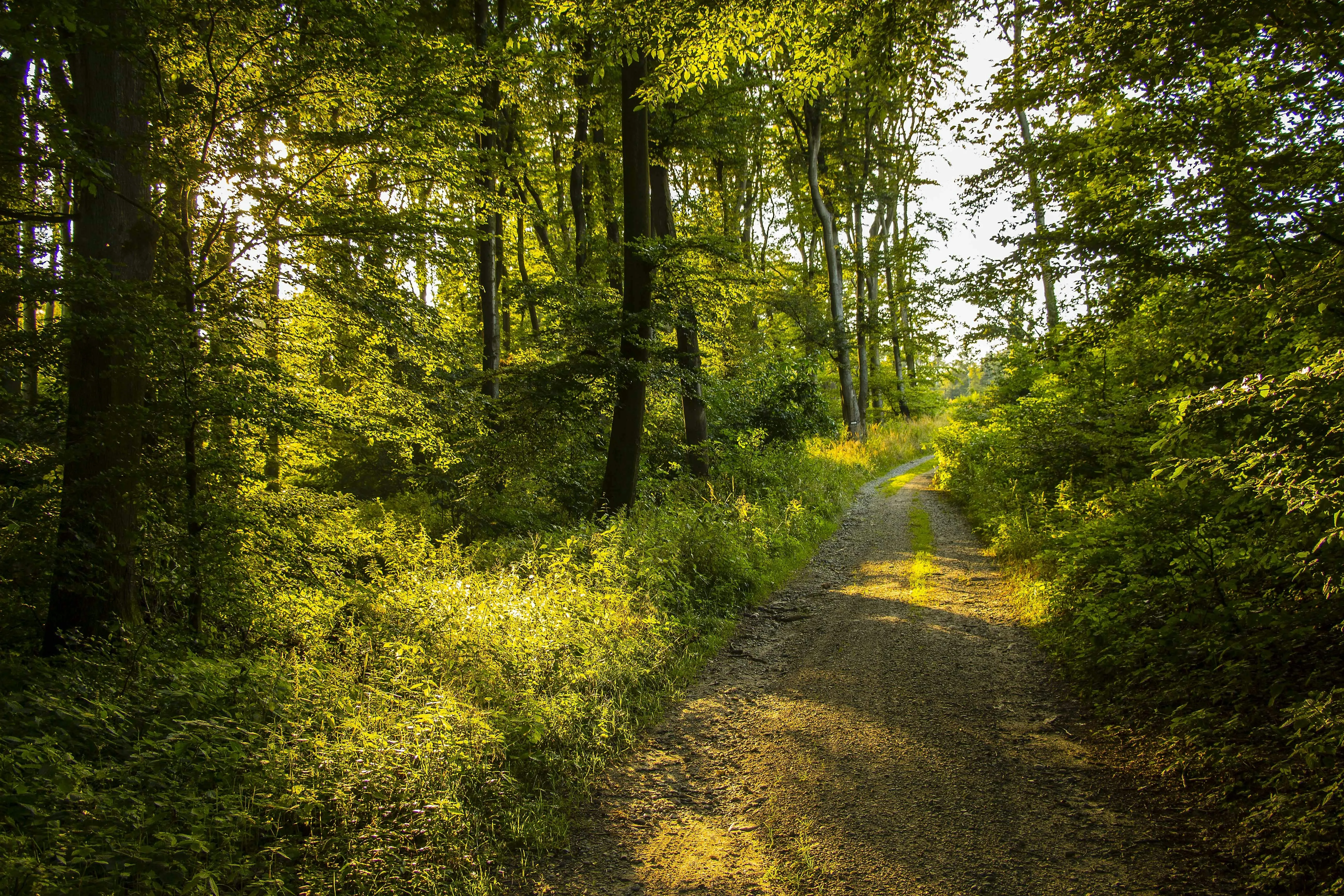 Green Forest Trail with Light Filtering Through Tall Trees