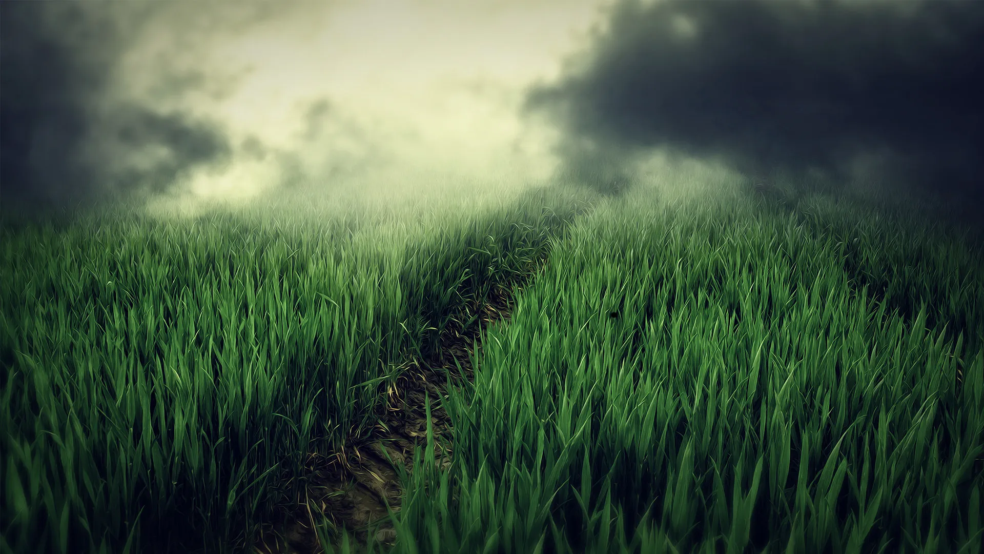 Green Grassy Field with Low Mist Under Overcast Sky