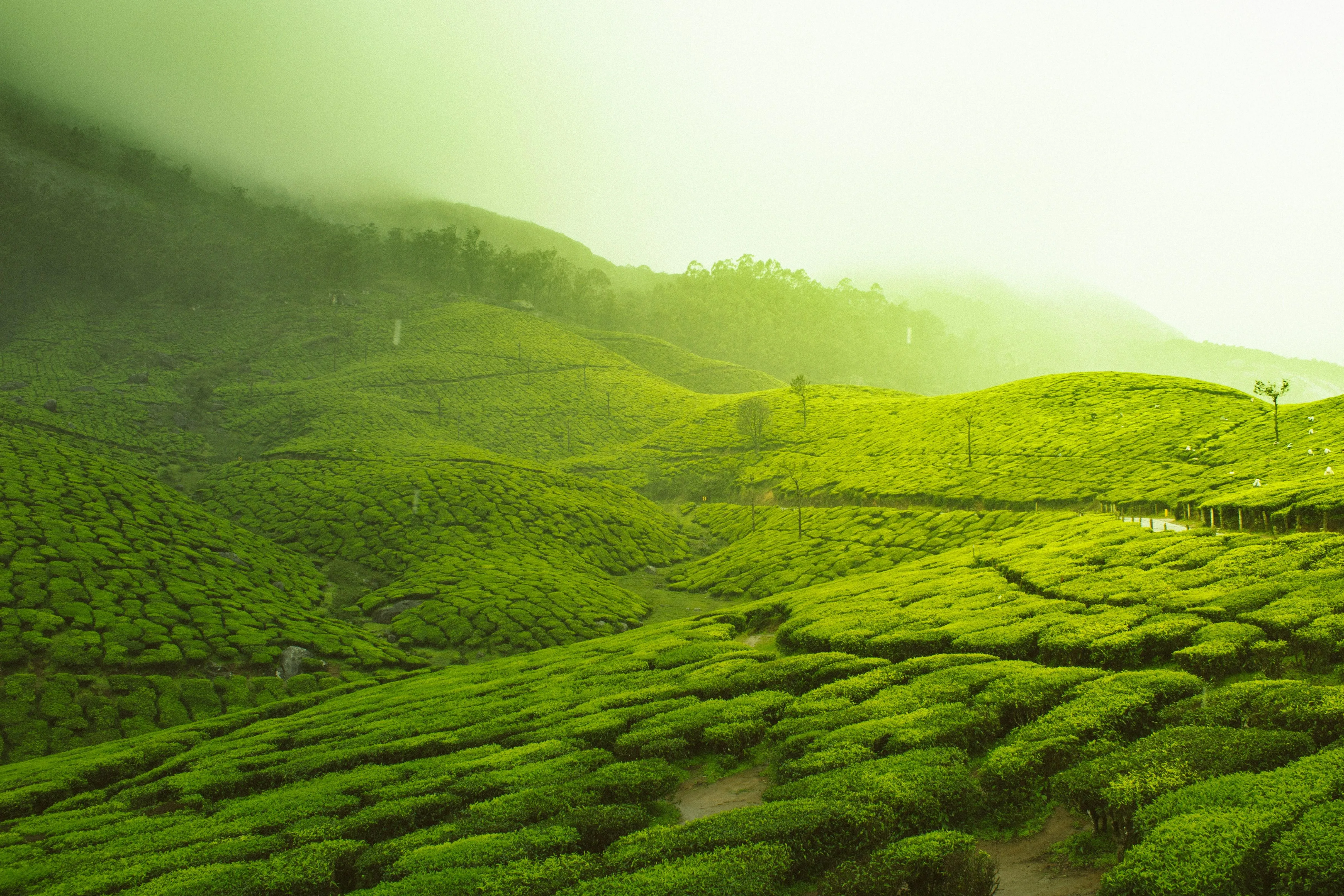 Green Hills Under Misty Rain and Soft Sunlight Wallpaper