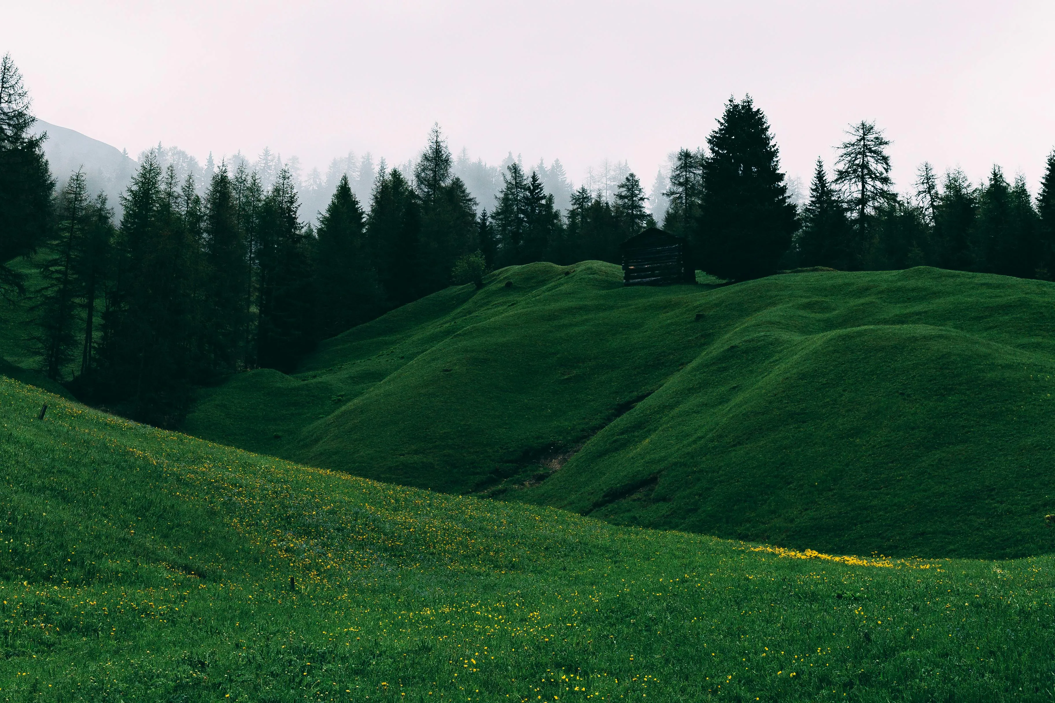 Green Hills with Tall Trees Under Clear Blue Cloudy Sky