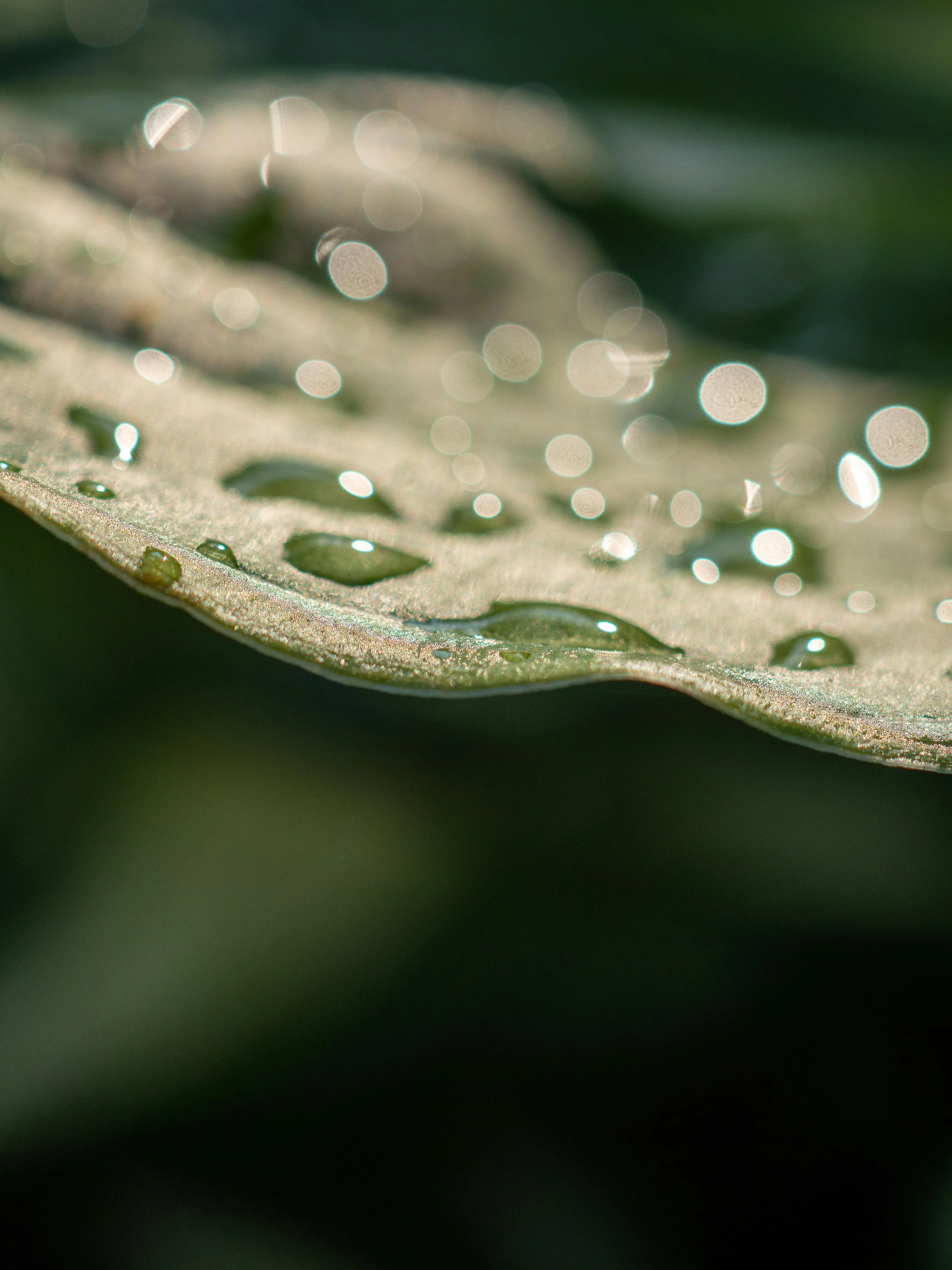 Green Leaf Surface Covered with Fresh Rain Droplets