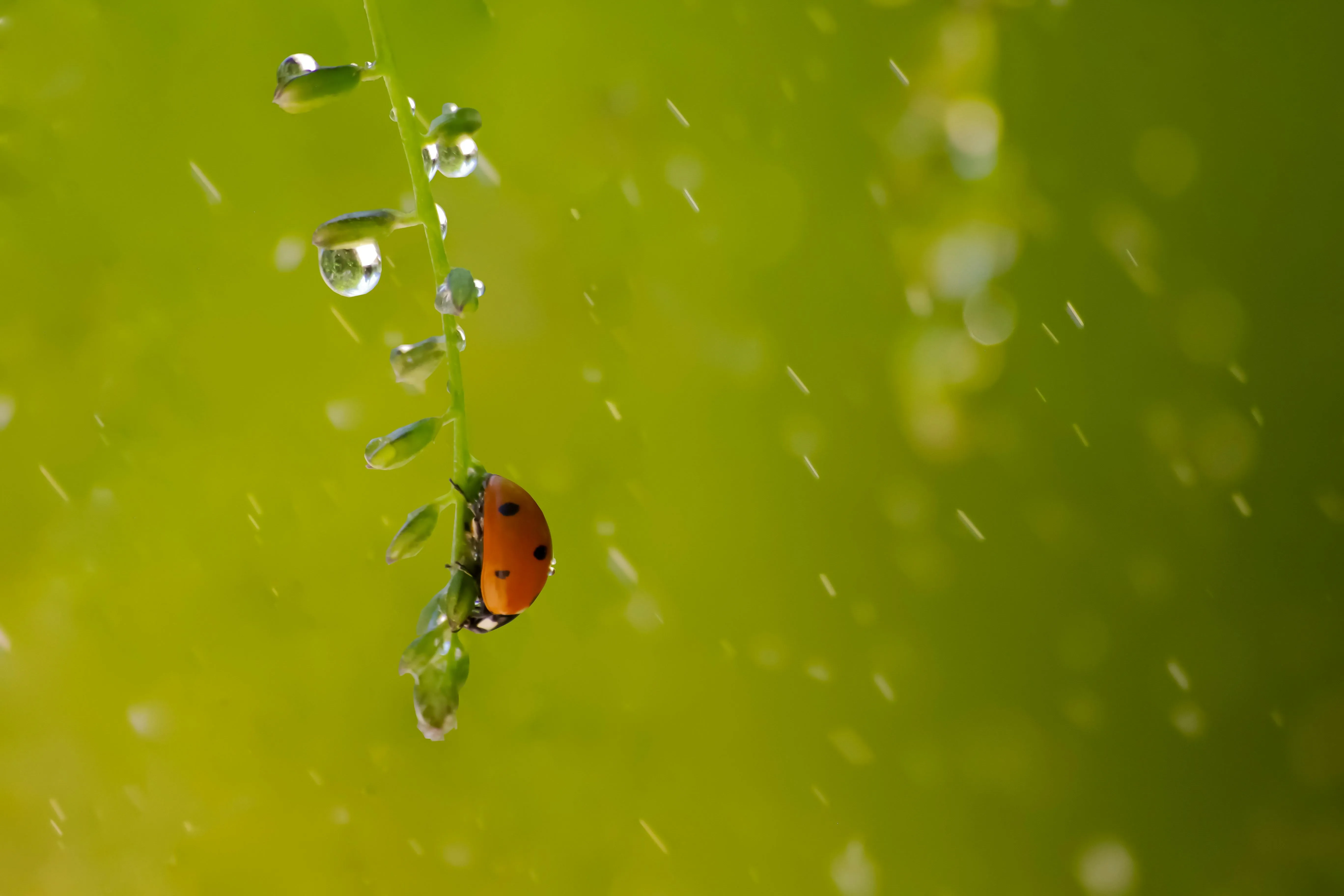 Green Leaf with Fresh Rain Droplets Free Wallpaper