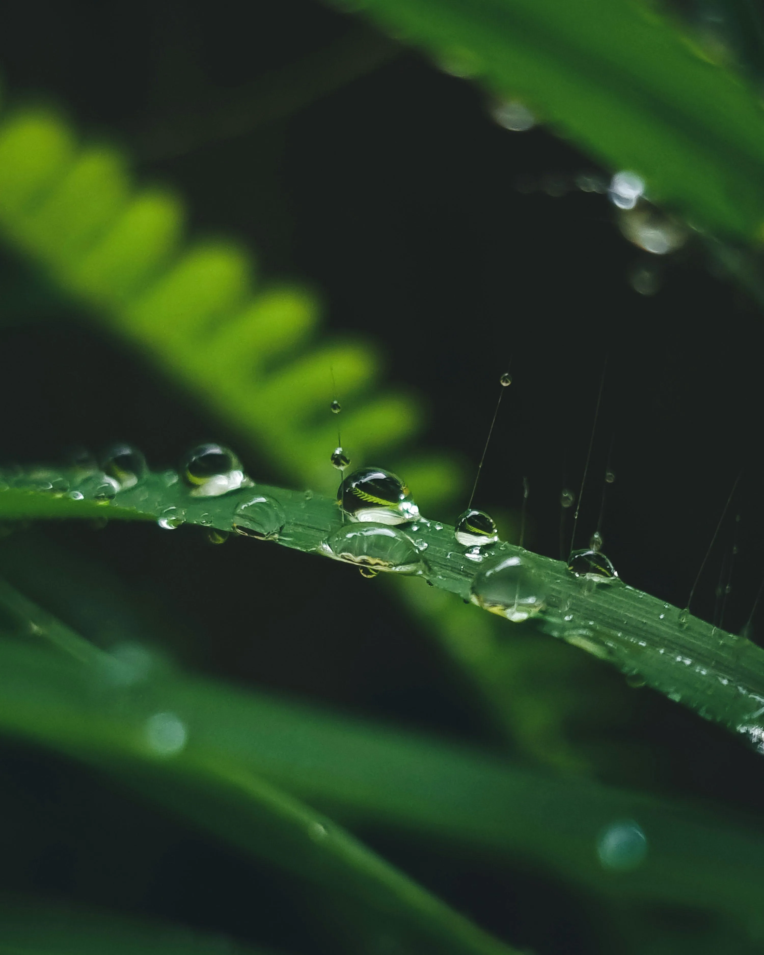 Green Leaf with Water Droplets in Rain Free Wallpaper