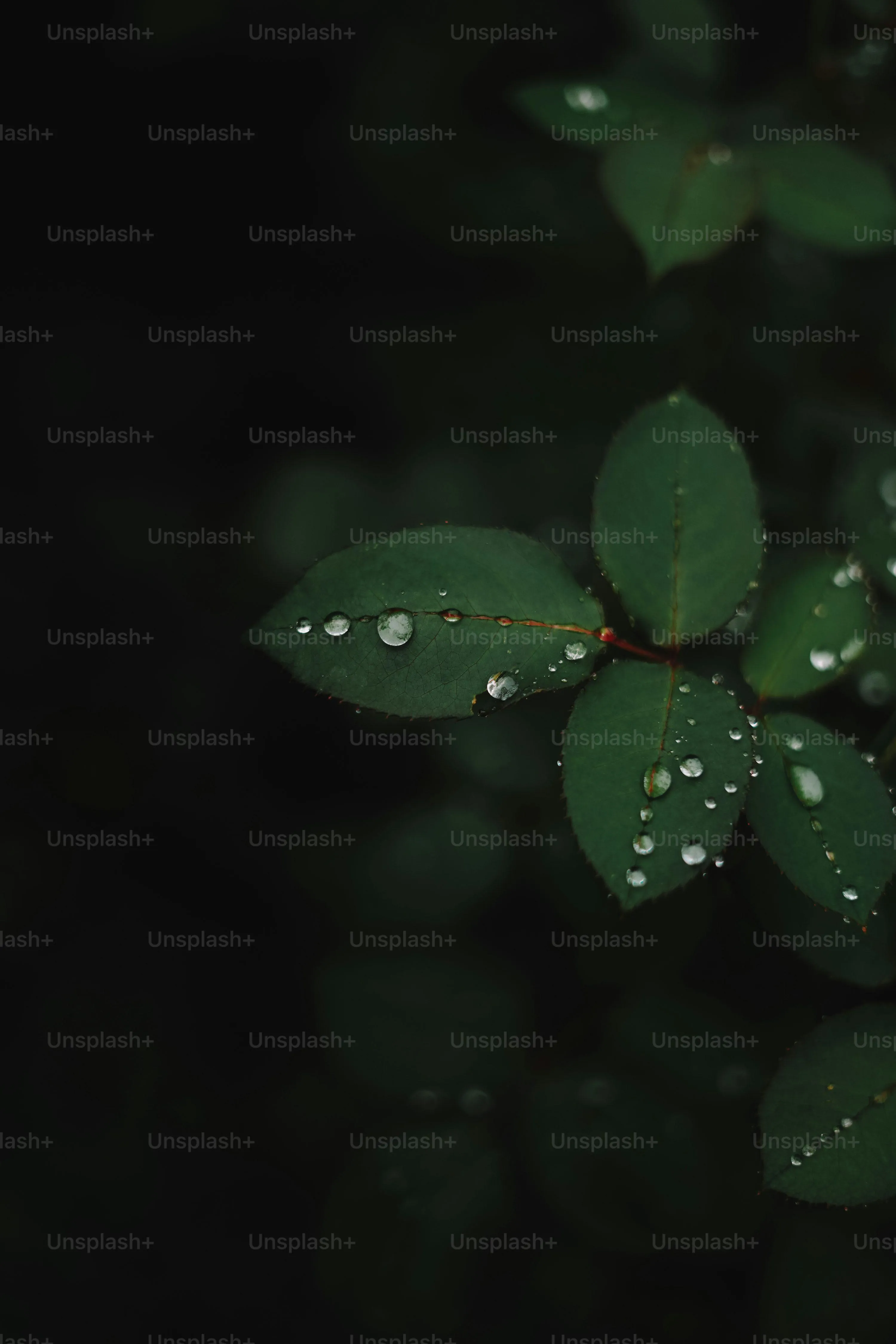 Green Leaves with Water Droplets in Rain Free Wallpaper