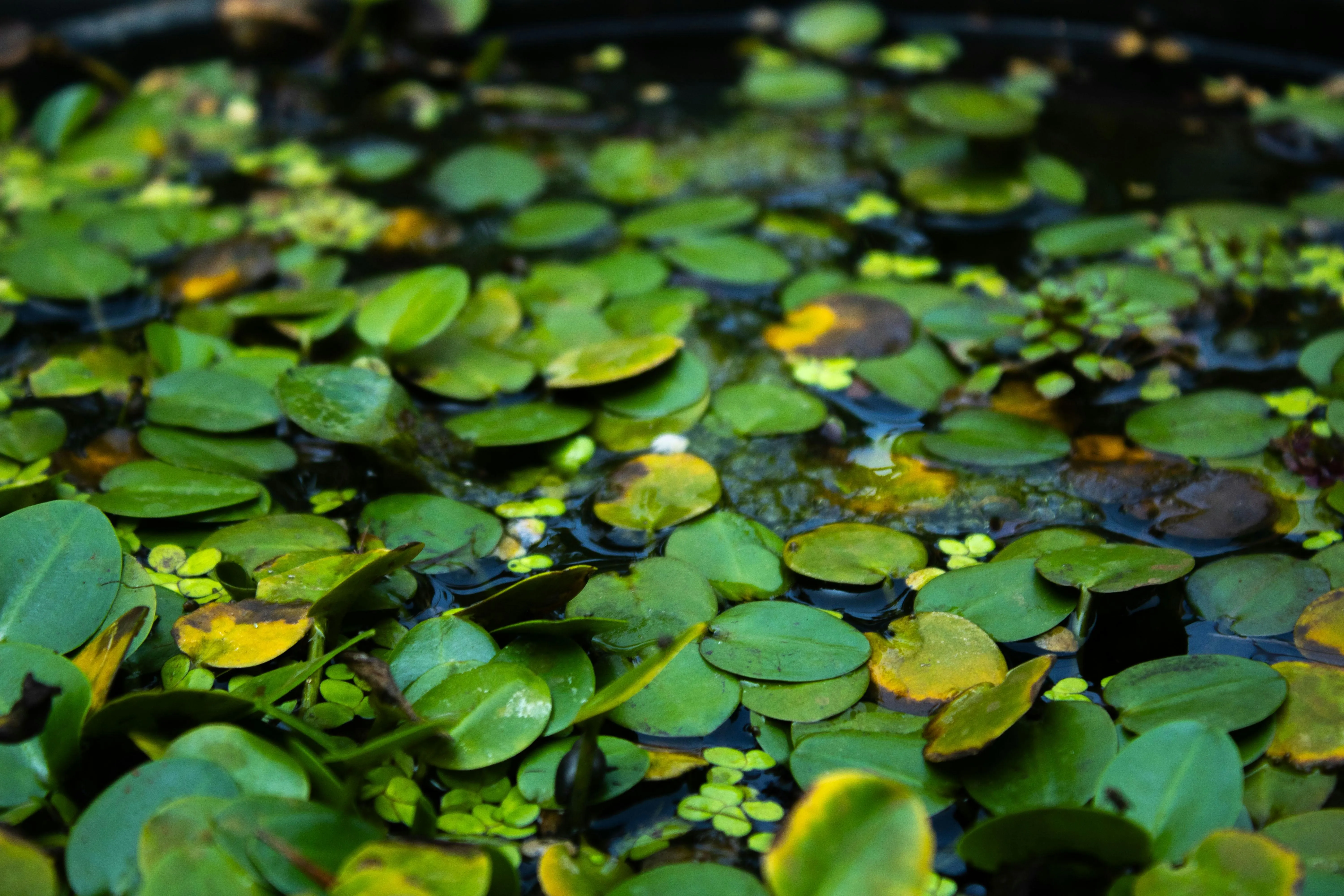 Green lily pads floating on water surface Wallpaper