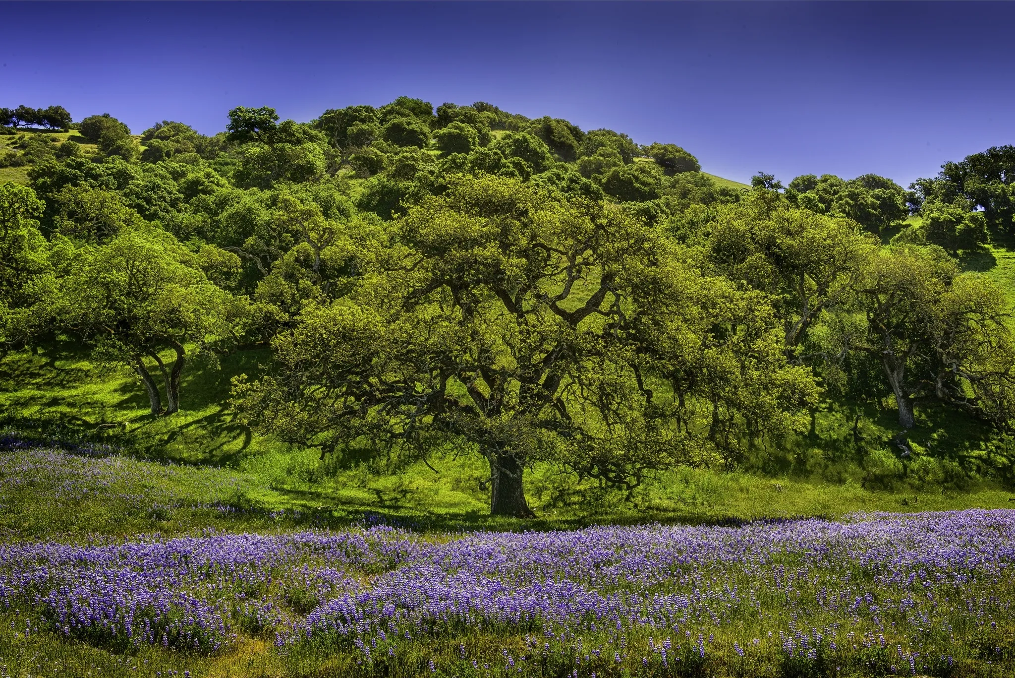 Green Meadow with Oak Trees and Purple Wildflowers in Spring