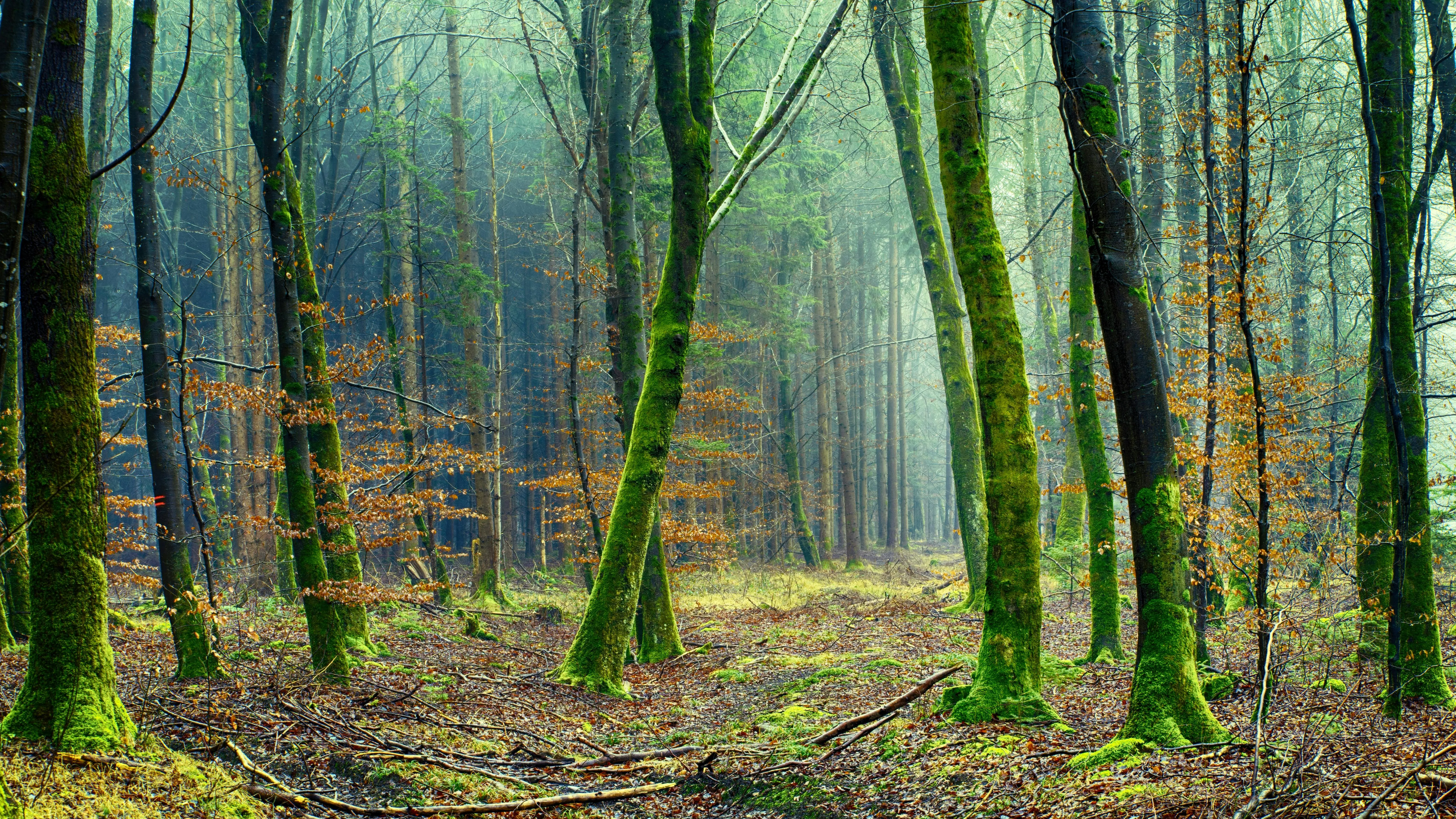 Green Mossy Forest Path After Rainfall with Soft Lighting