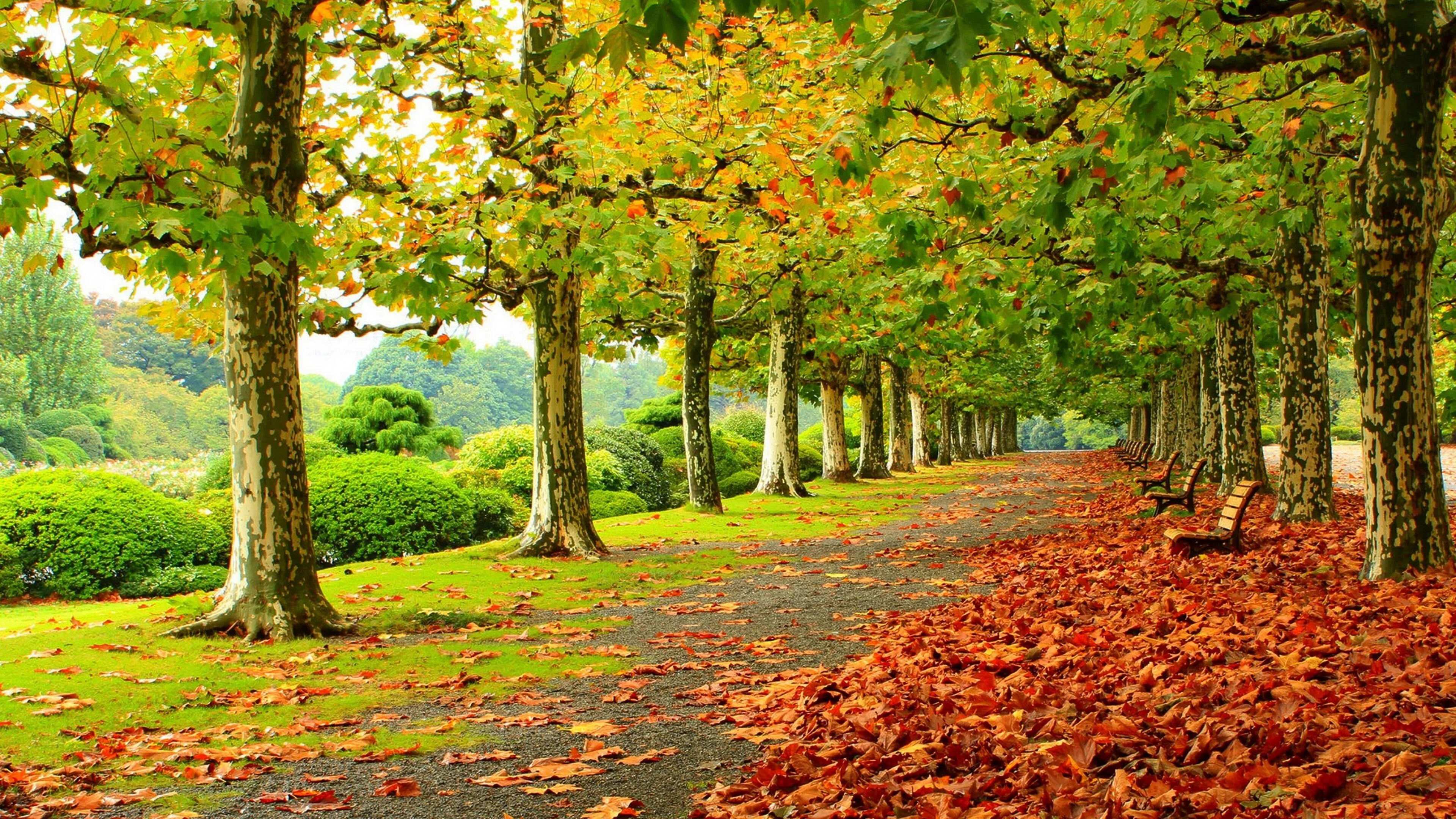 Green park pathway lined with trees in early autumn