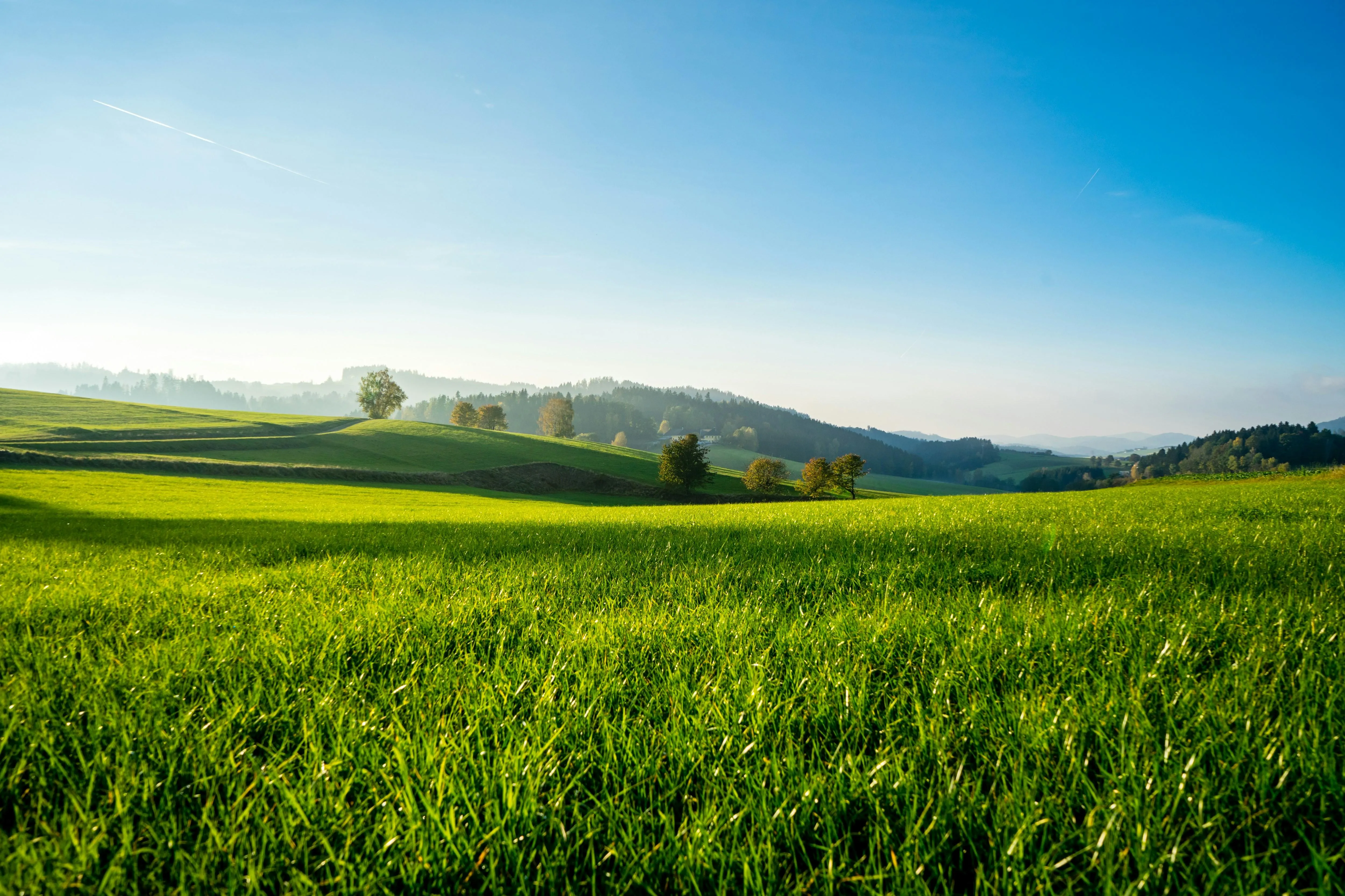 Green pastures beneath clear blue summer skies Wallpaper