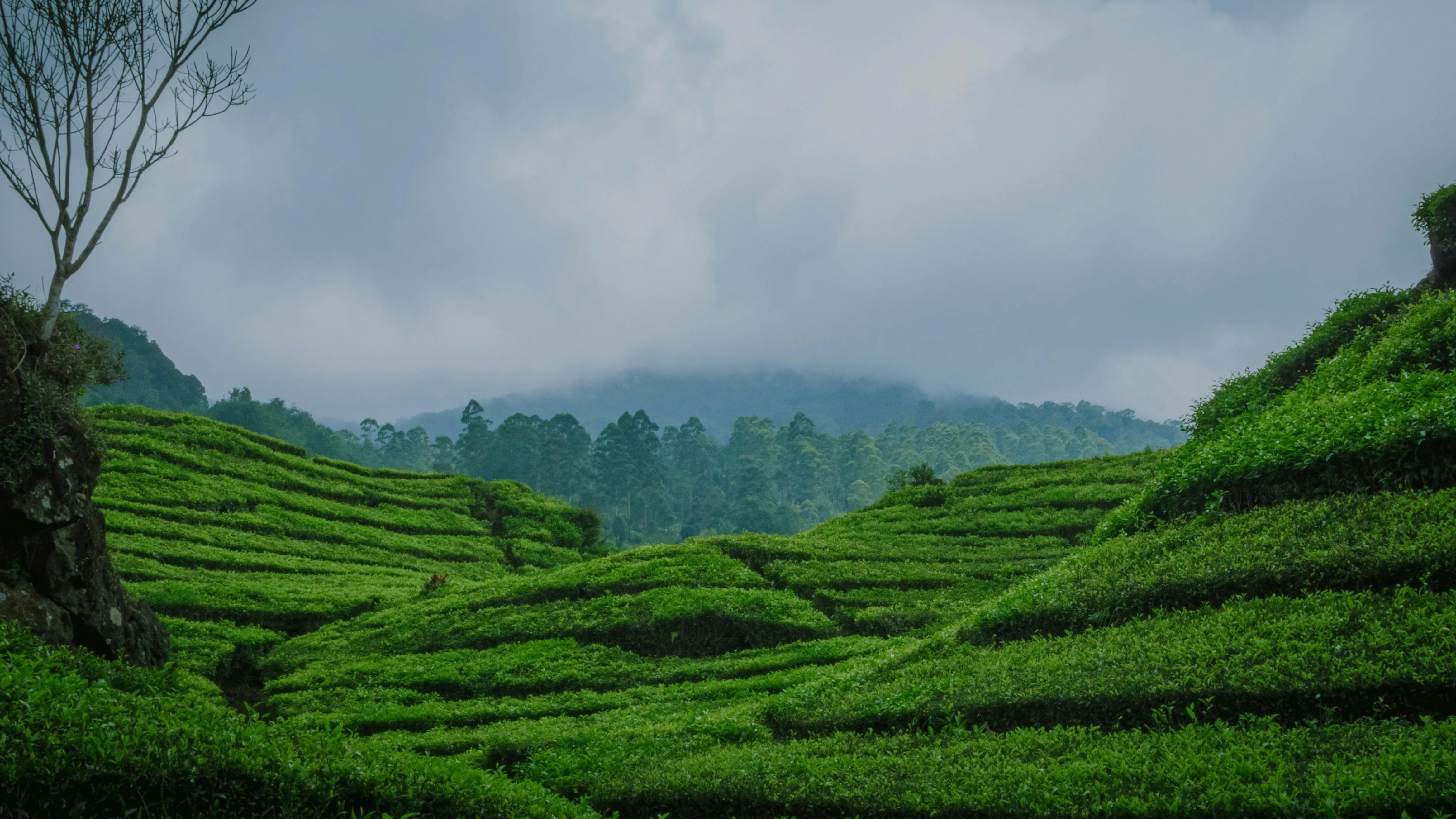 Green Tea Plantation on Rolling Hills free Wallpaper