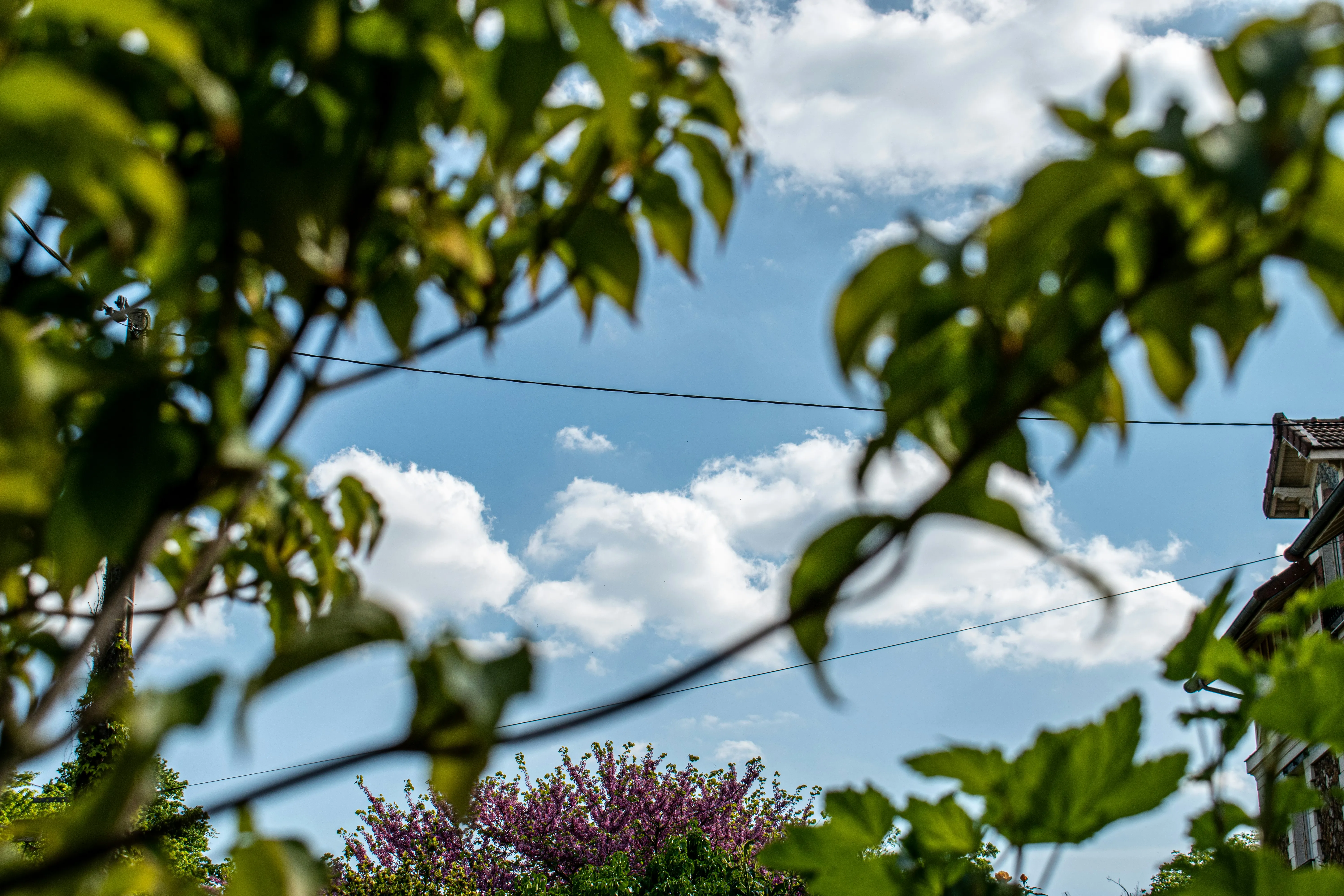Green Tree Branches Beneath a Cloudy Blue Sky Image