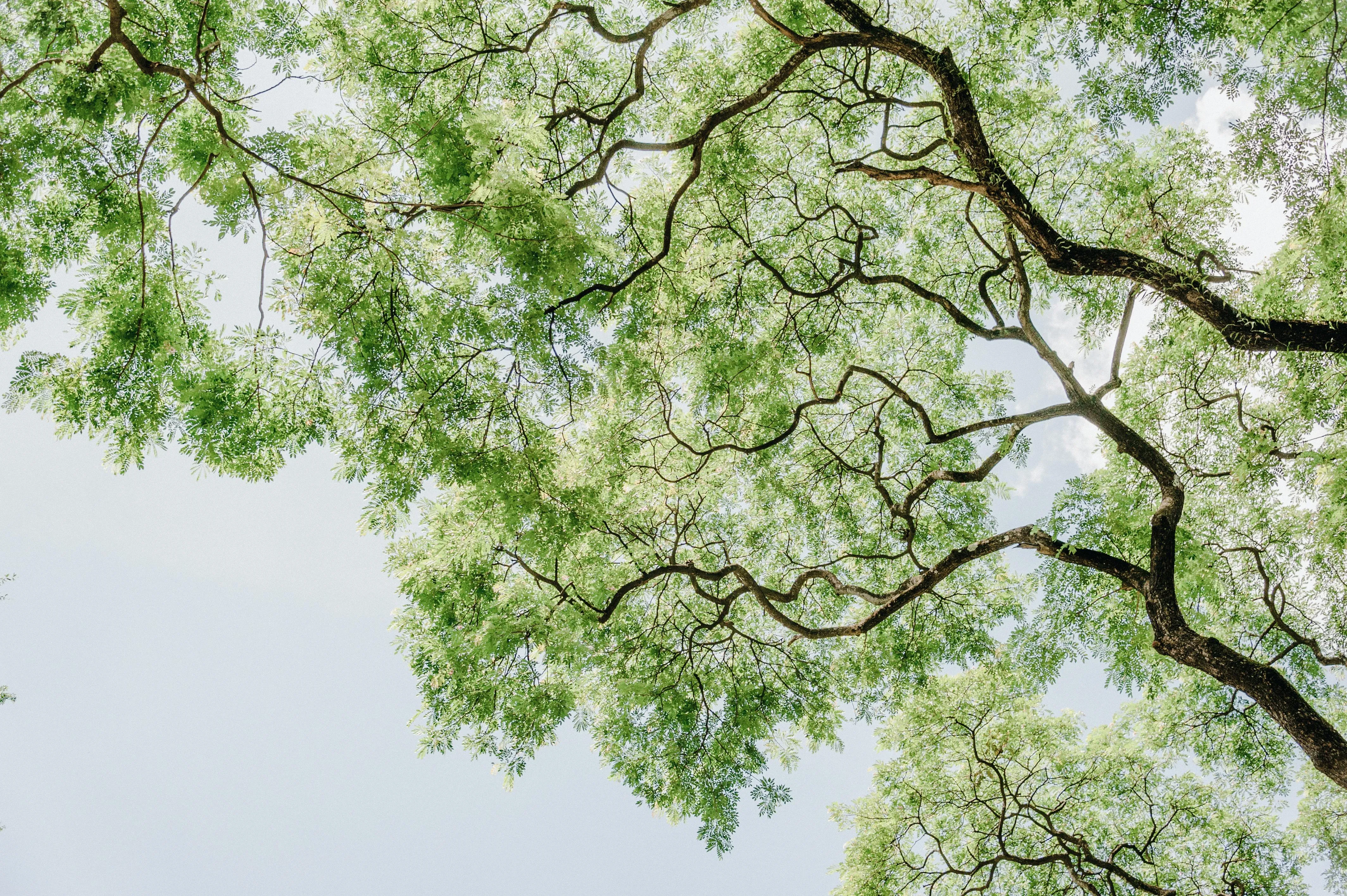 Green Tree Branches Spreading Out Against a Bright White Sky