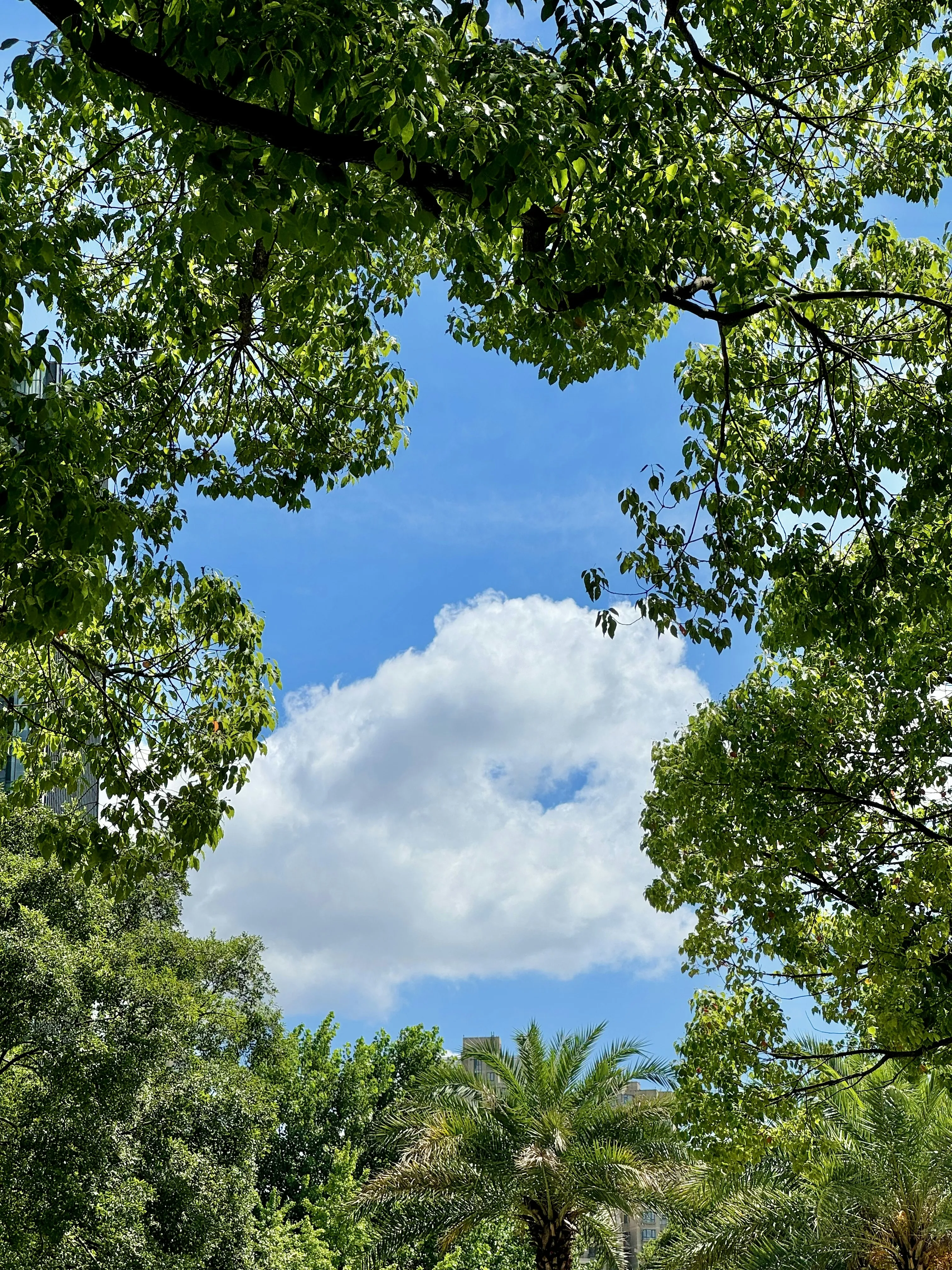 Green Tree Canopy Opening To Blue Sky Above Wallpaper