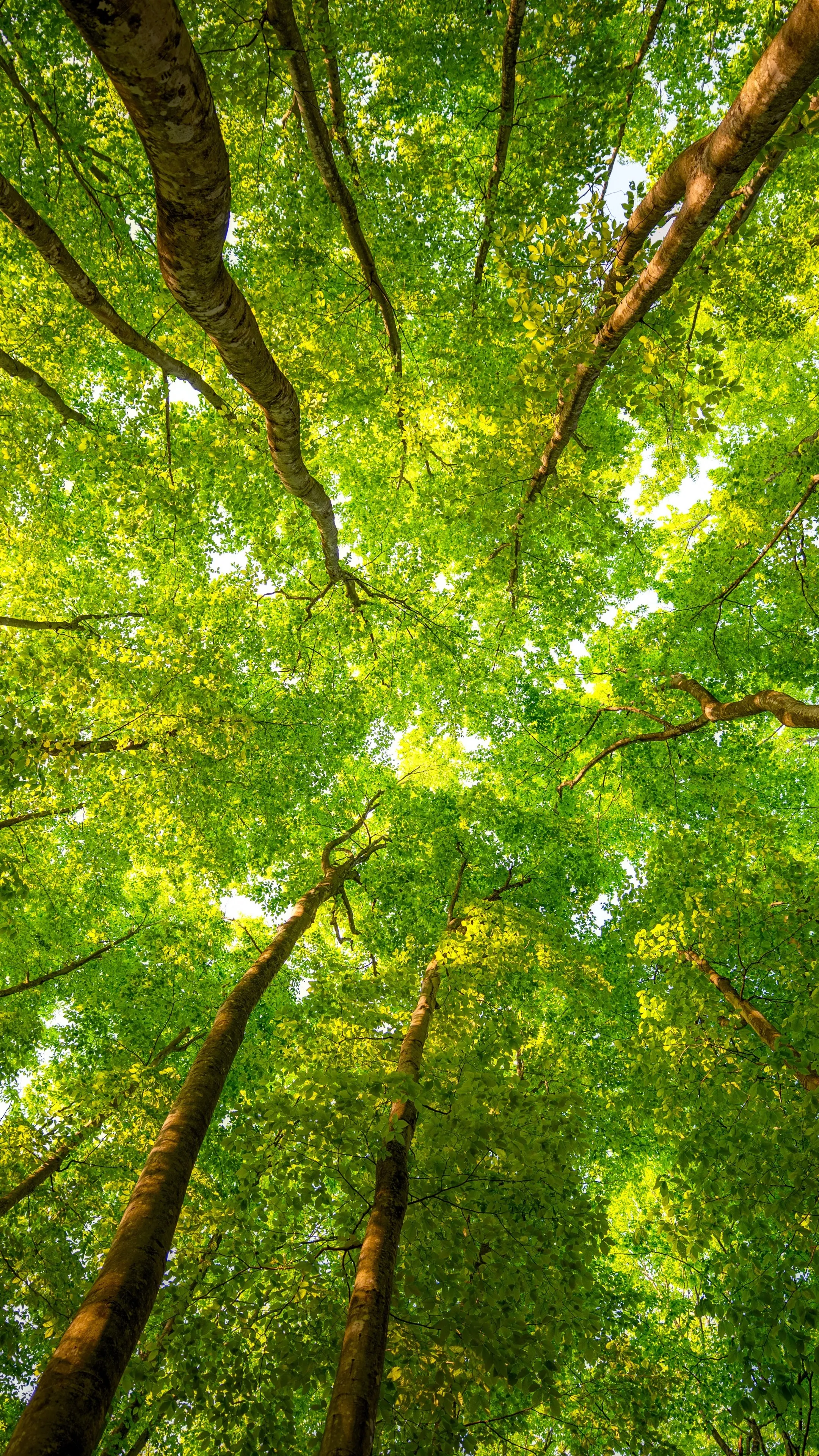 Green Tree Canopy with Sunlight Shining Through Leaves