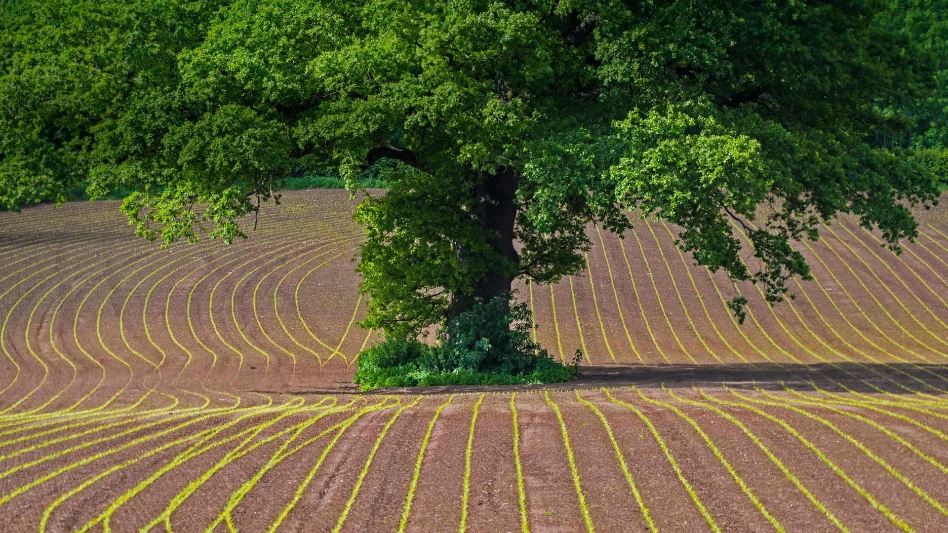 Green Tree in the Middle of a Farm Field with Neat Rows